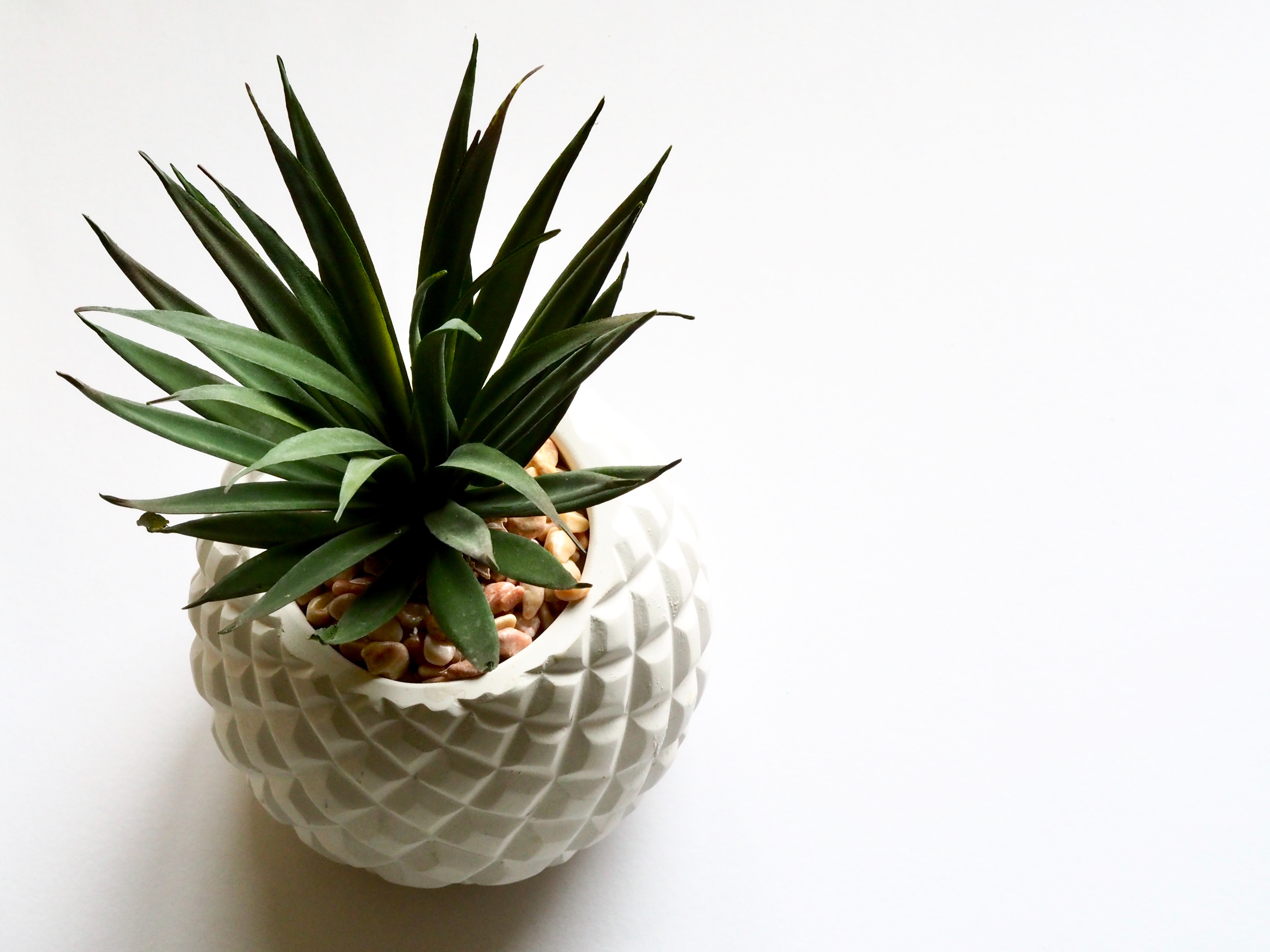 Green plant on white vase photo