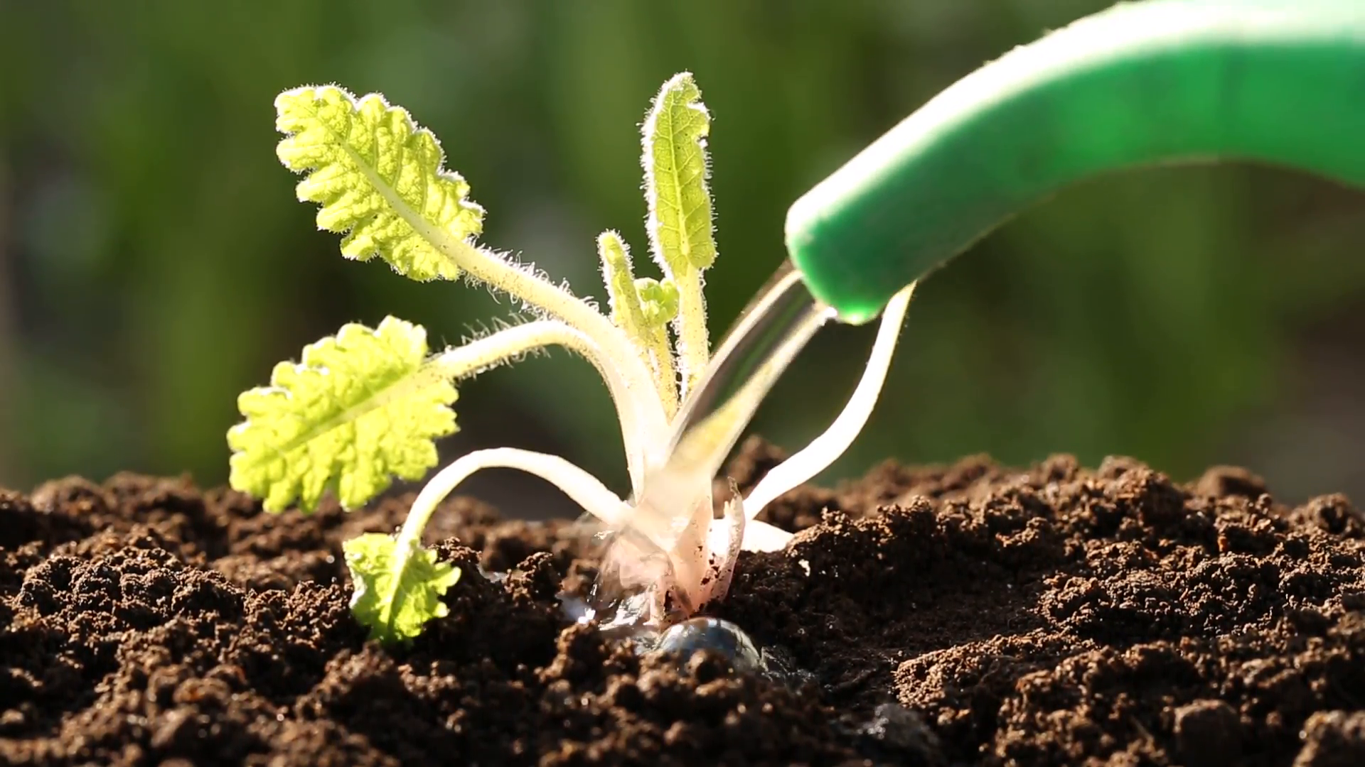 Worker waters a green plant. Sprout in soil Stock Video Footage ...