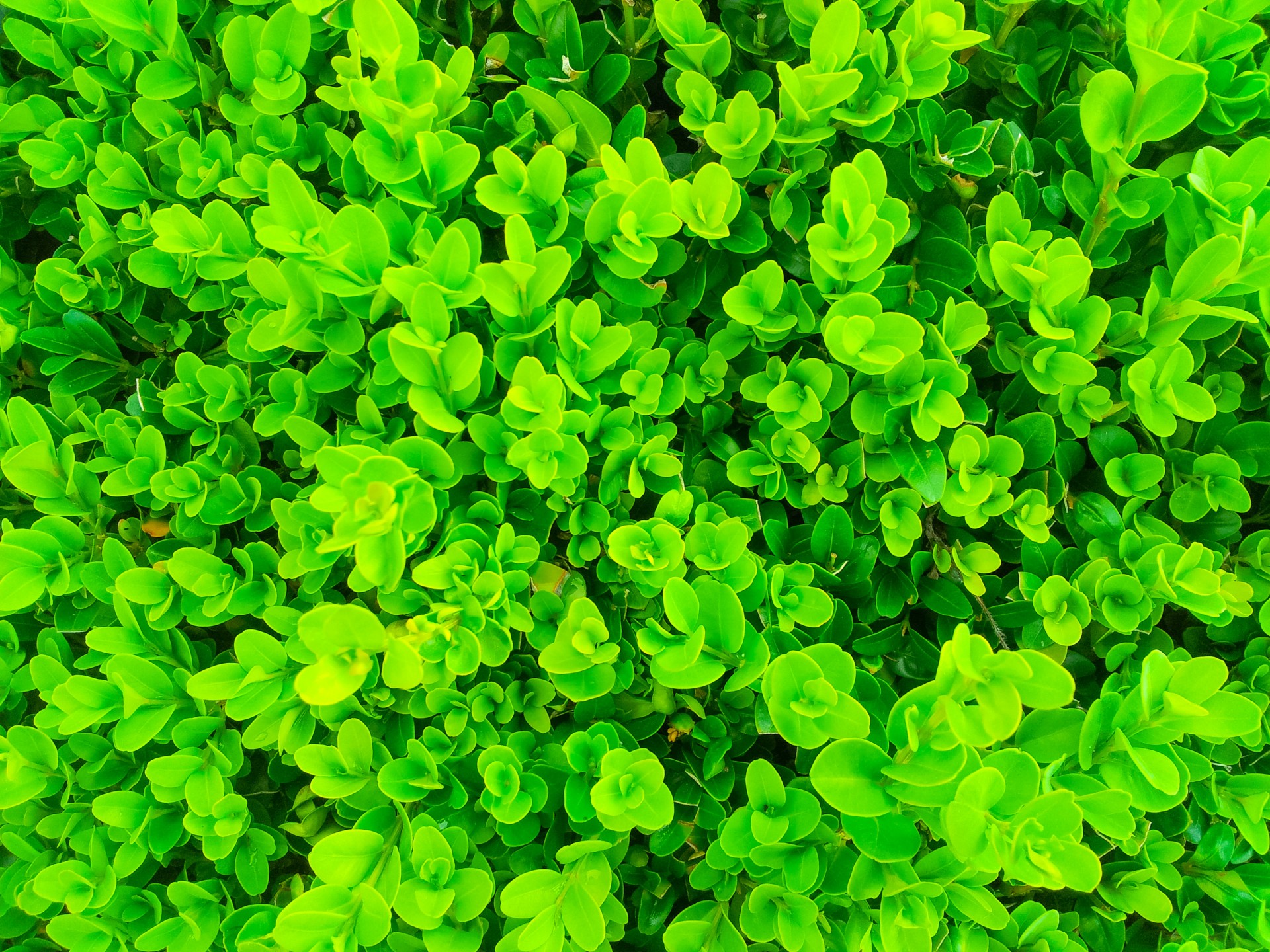 Green Plants Pattern Free Stock Photo - Public Domain Pictures