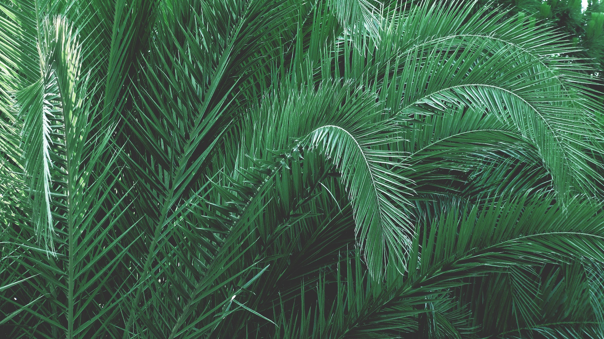Green Plants · Free Stock Photo