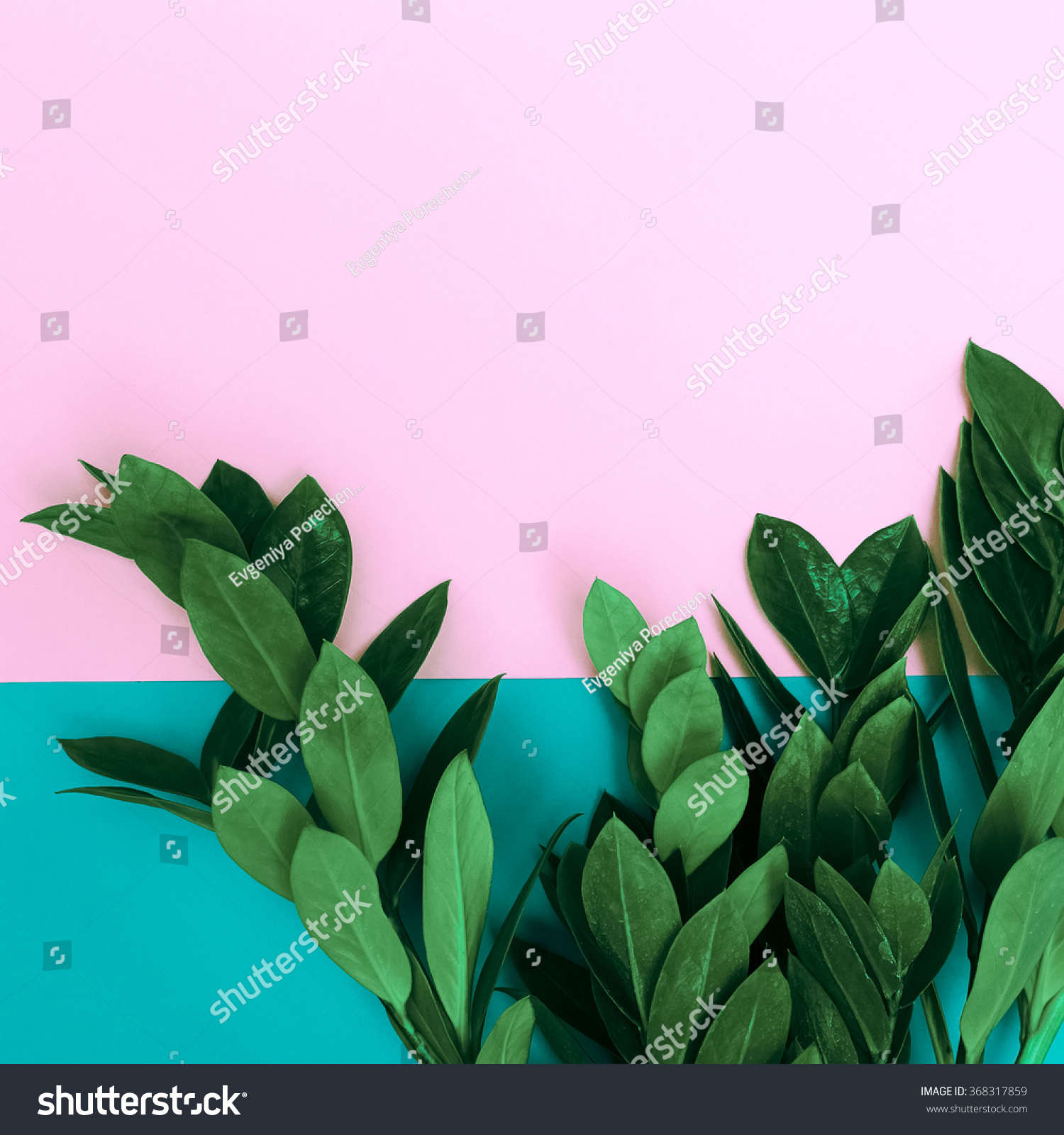 Green Plants On Stylish Background Minimalist Stock Photo & Image ...