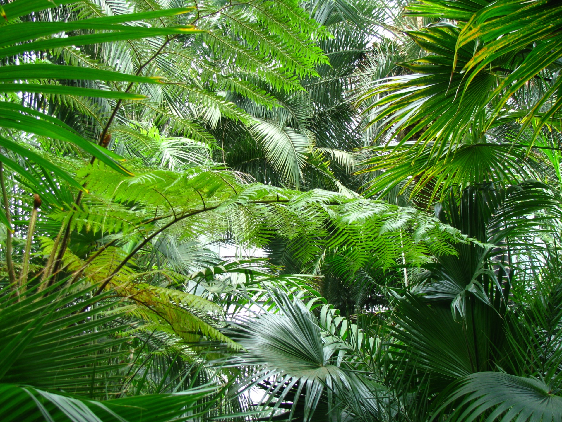 Tropical Green Plants Free Stock Photo - Public Domain Pictures