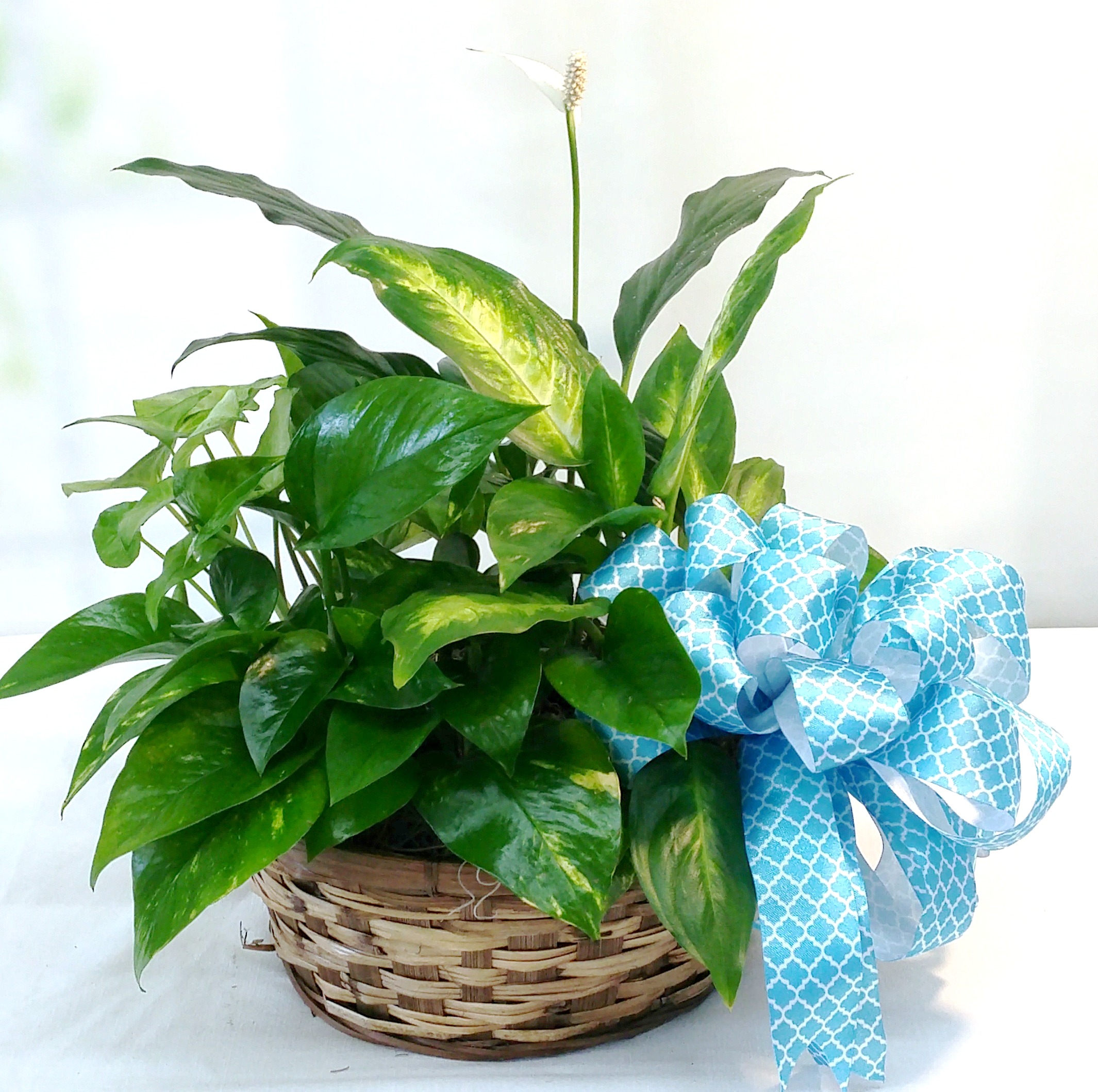 Green Plant Baskets & Planters - Same Day Delivery - Fiesta Flowers ...