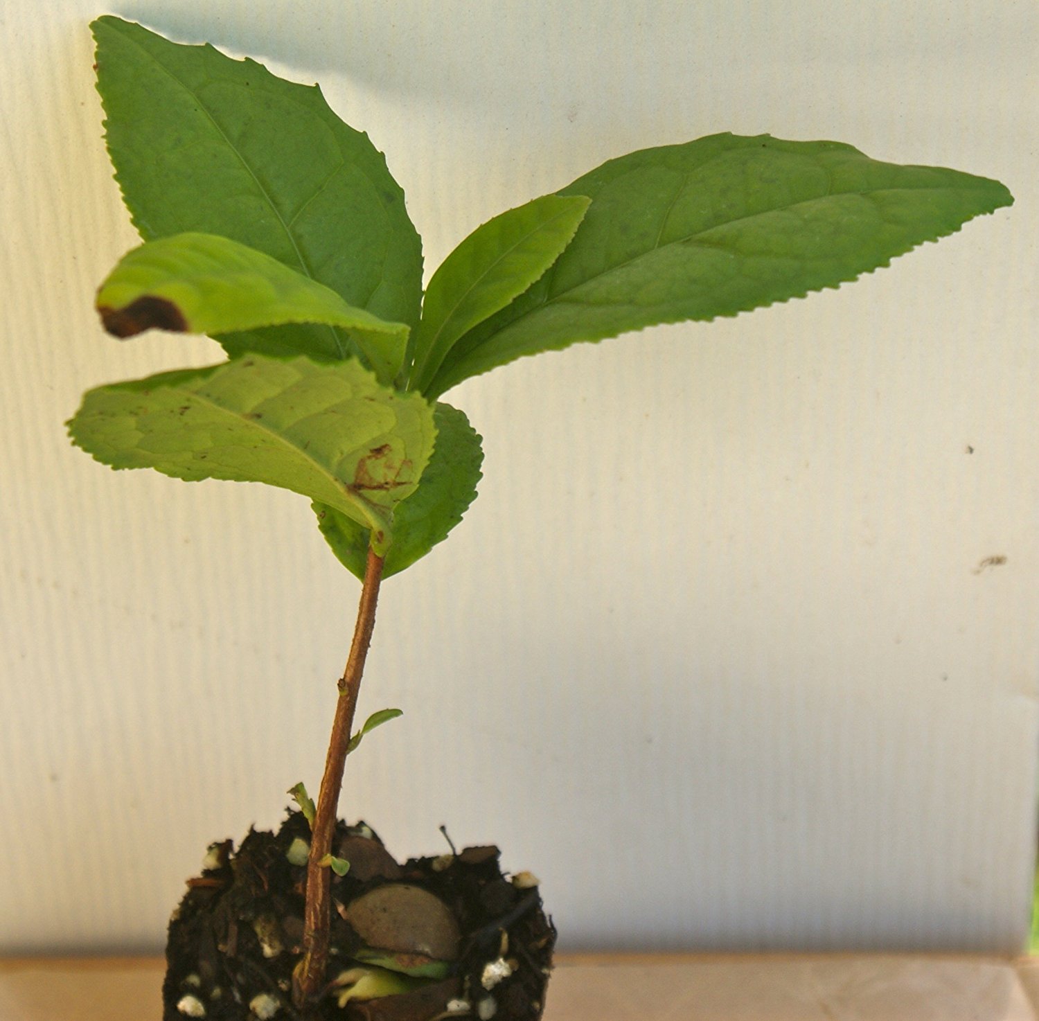 Amazon.com : Camellia Sinensis ~ Green Tea ~ Live Plant (1) : Garden ...