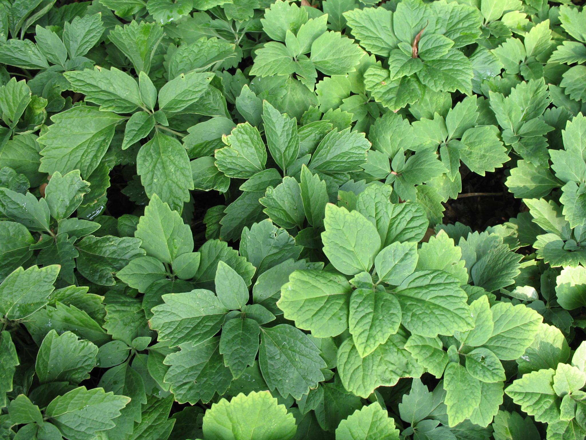 Online Plant Guide - Pachysandra procumbens 'Forest Green' / Forest ...