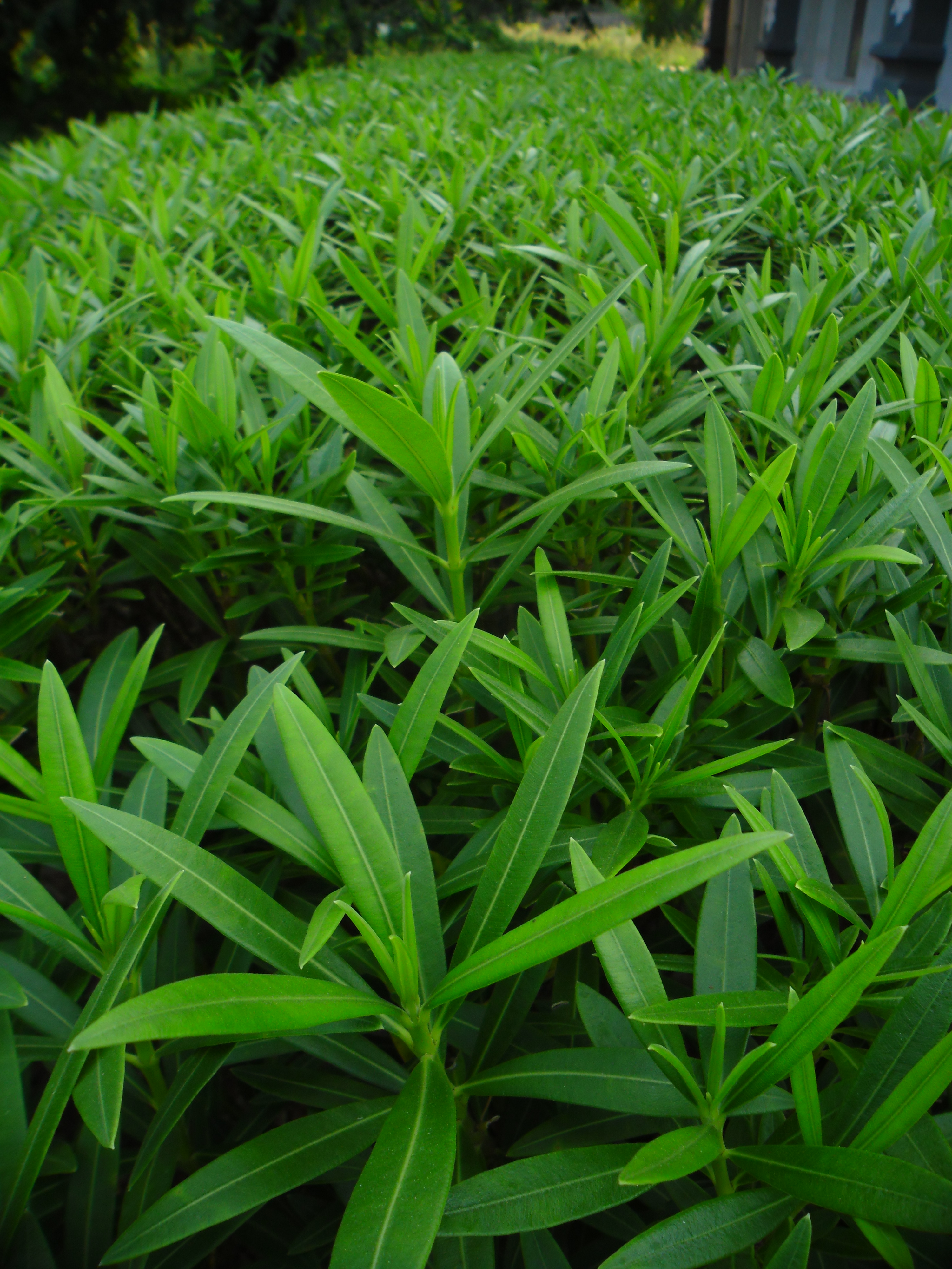 File:Green plants in garland.JPG - Wikimedia Commons