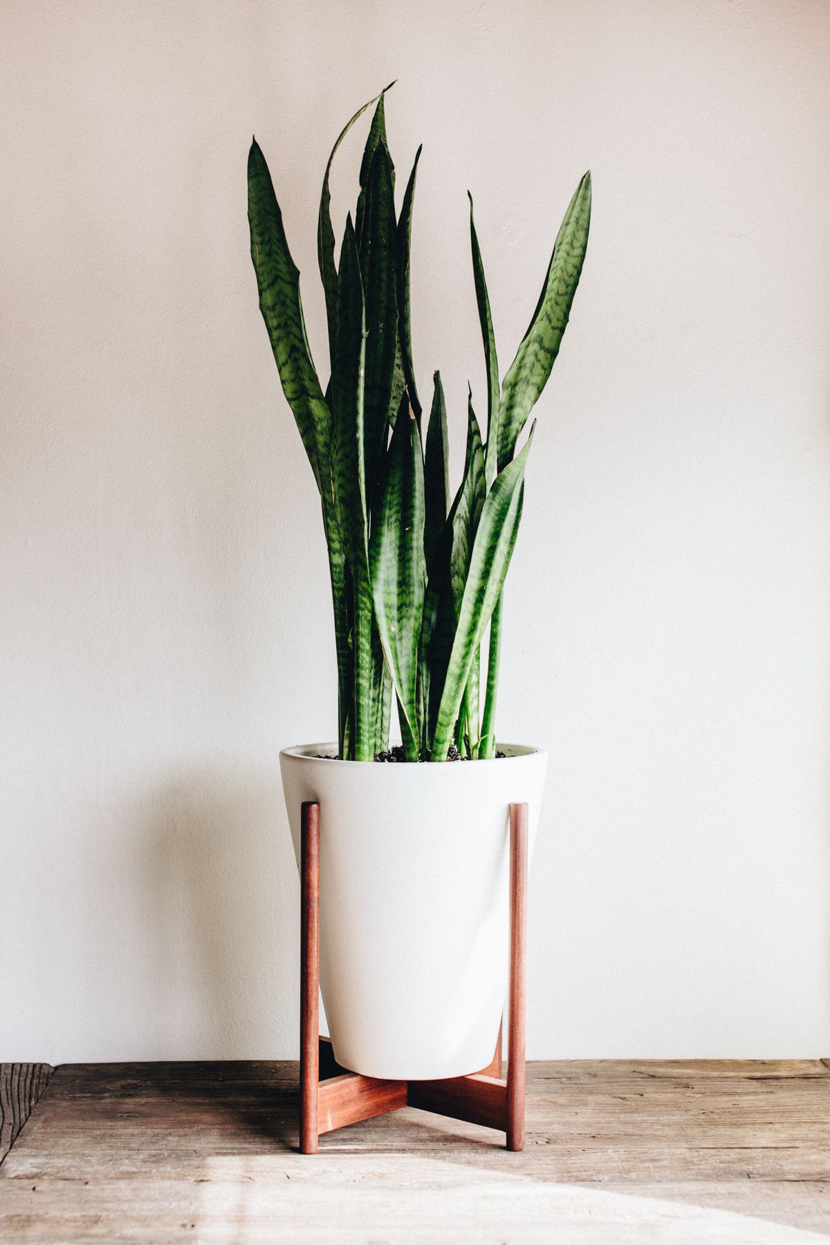 ADDING GREEN TO YOUR HOME - TAKE AIM BLOG | Planters, Woods and Plants