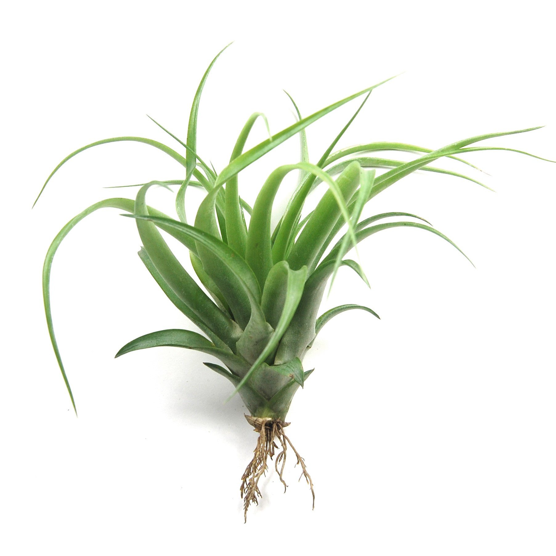 Large Abdita Brachycaulos Air Plants / 5-8 Inch Plants