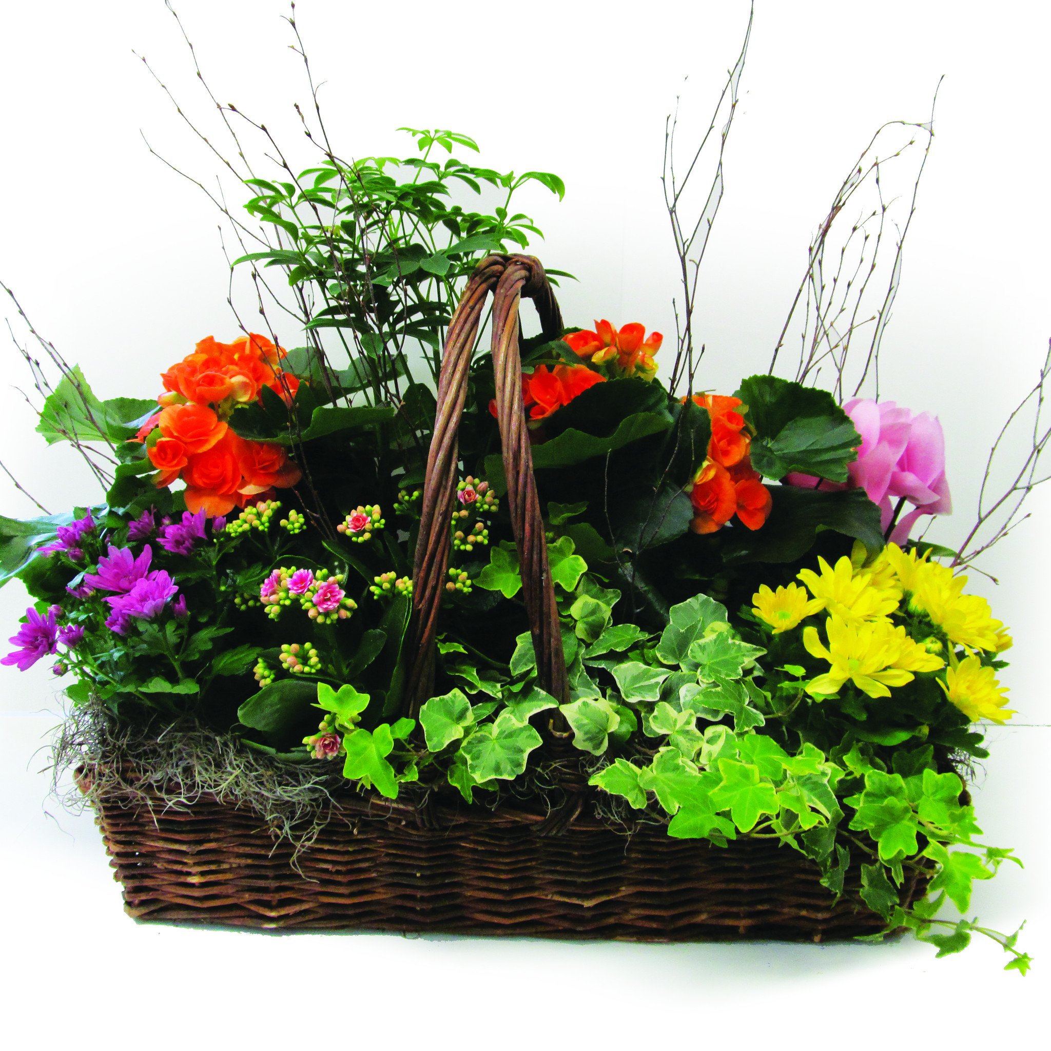 Large Green & Flowering Plant Basket by Lipinoga Florist