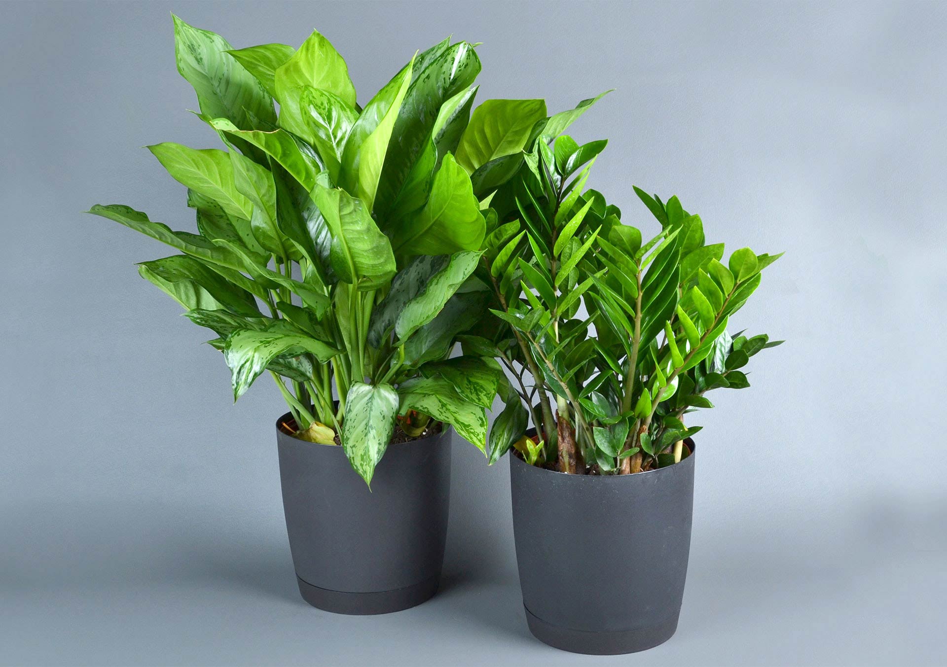 Shop Green Plants | Bachmans.com | BACHMAN'S