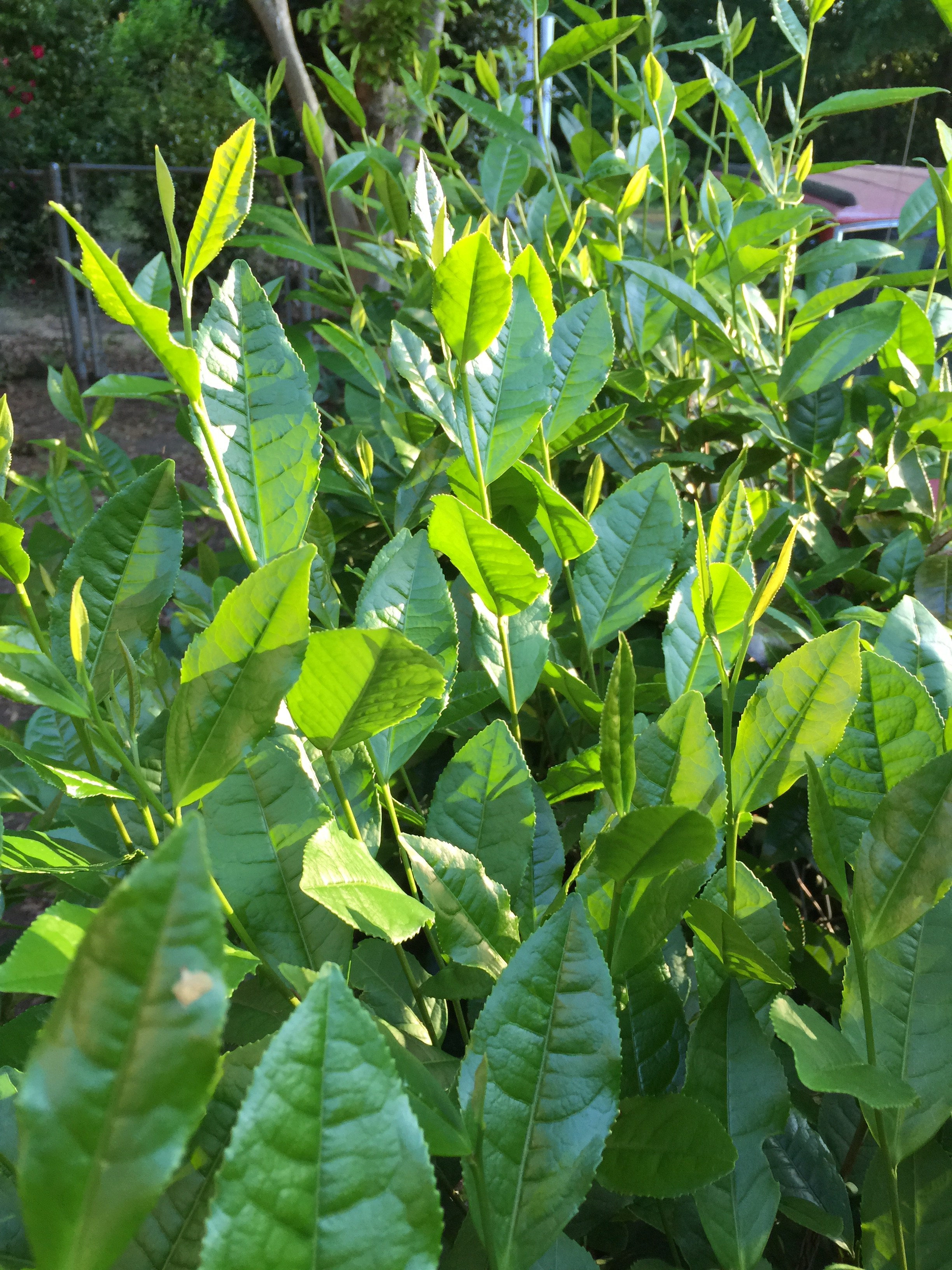 Will the Real Green Tea Plant Stand Up? - The Tea Gardener