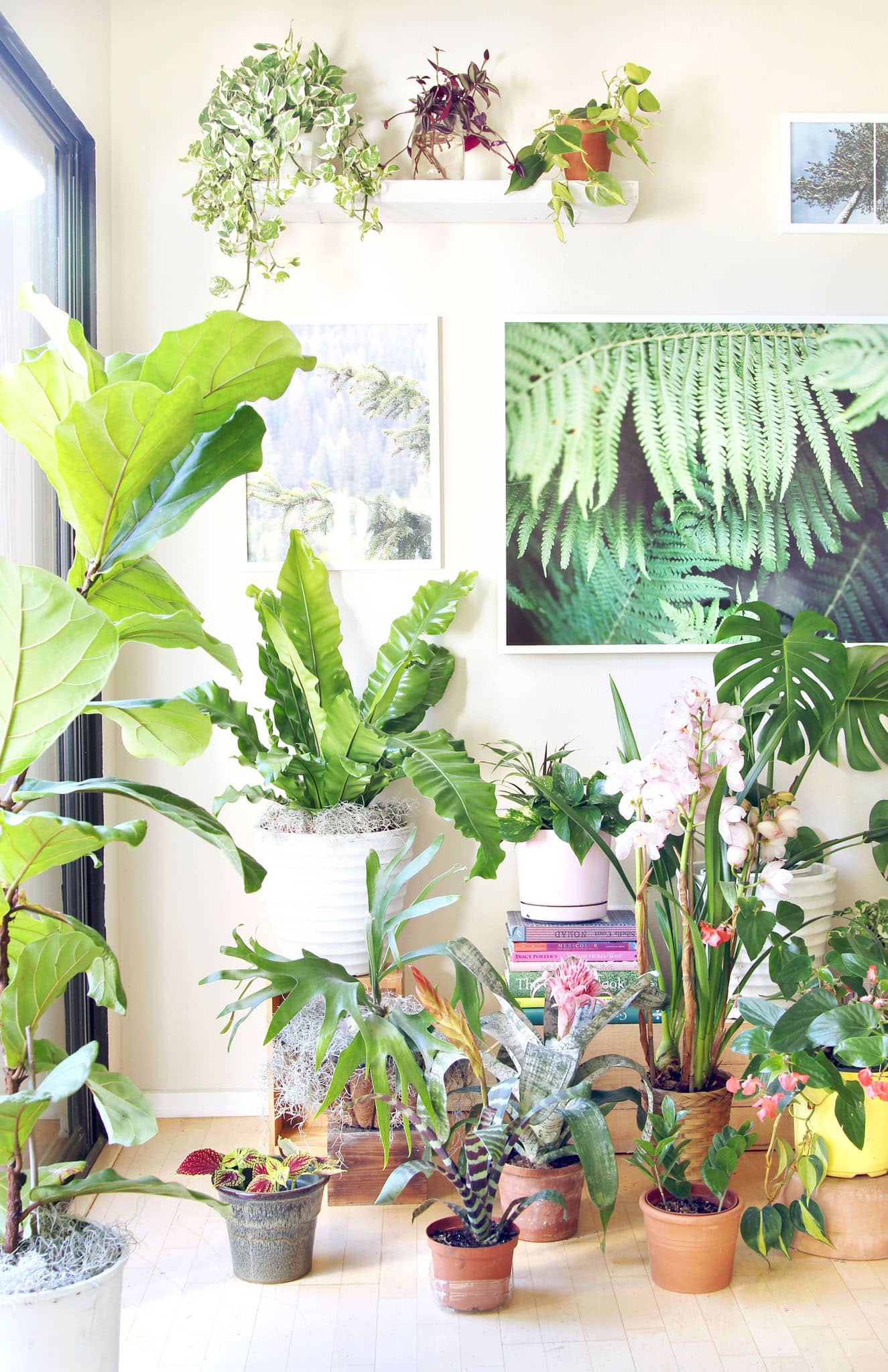 18 Most Beautiful Indoor Plants ( & 5 Easy Care Tips! ) - A Piece Of ...