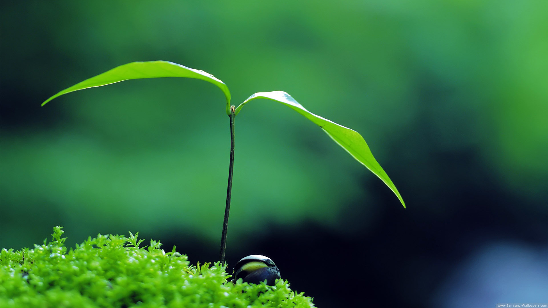 Green Plants Galaxy S4 | NATURE