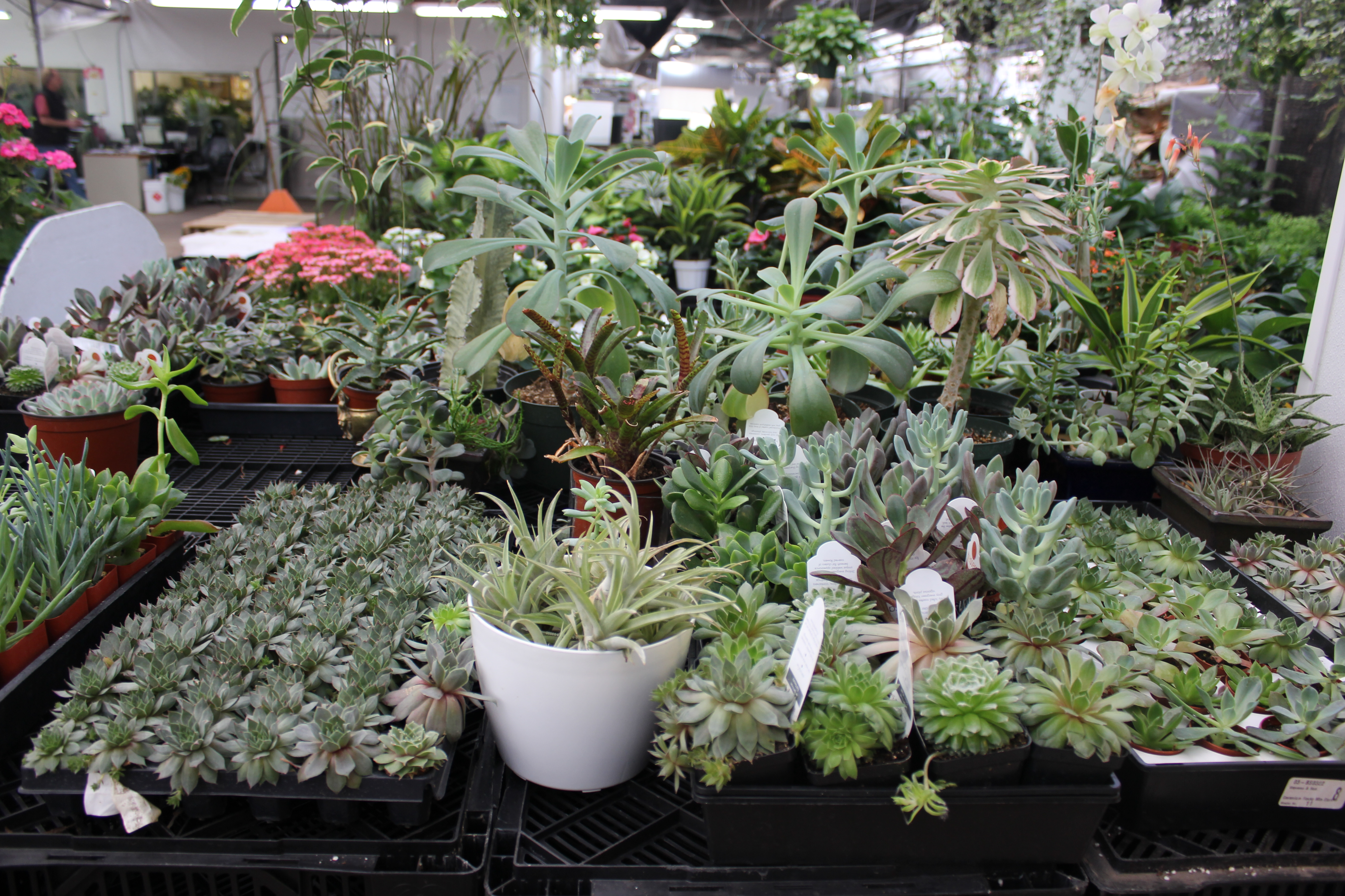 Green Plants | Stevens and Son Wholesale Florist