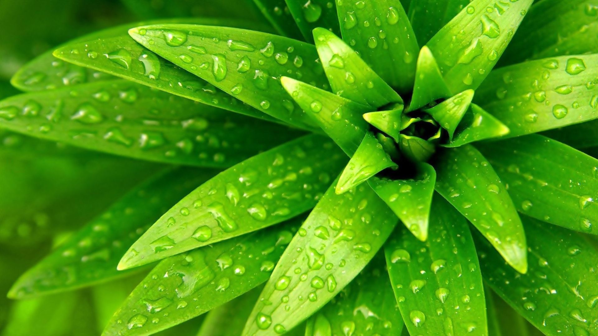 awesome pictures for plants | Green Nature Plants Flat Wallpaper ...