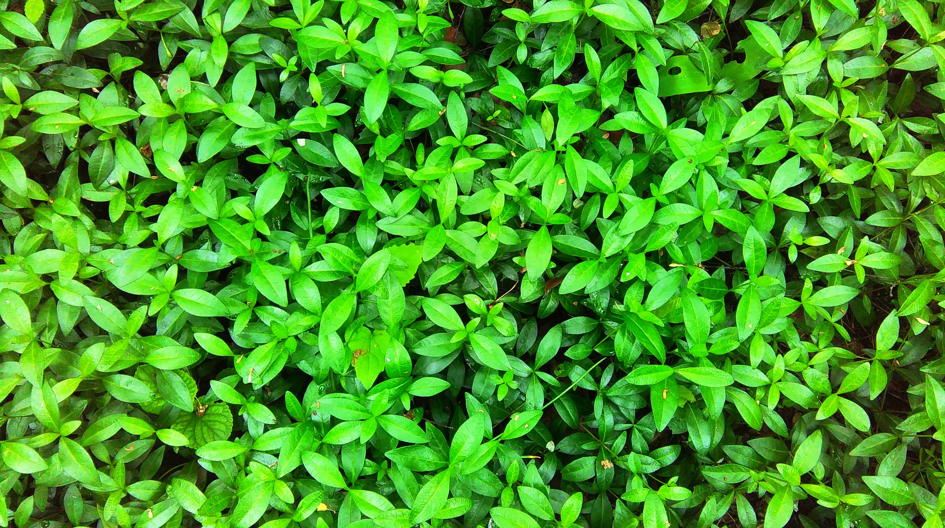 Free stock photo of carpet, green, plants