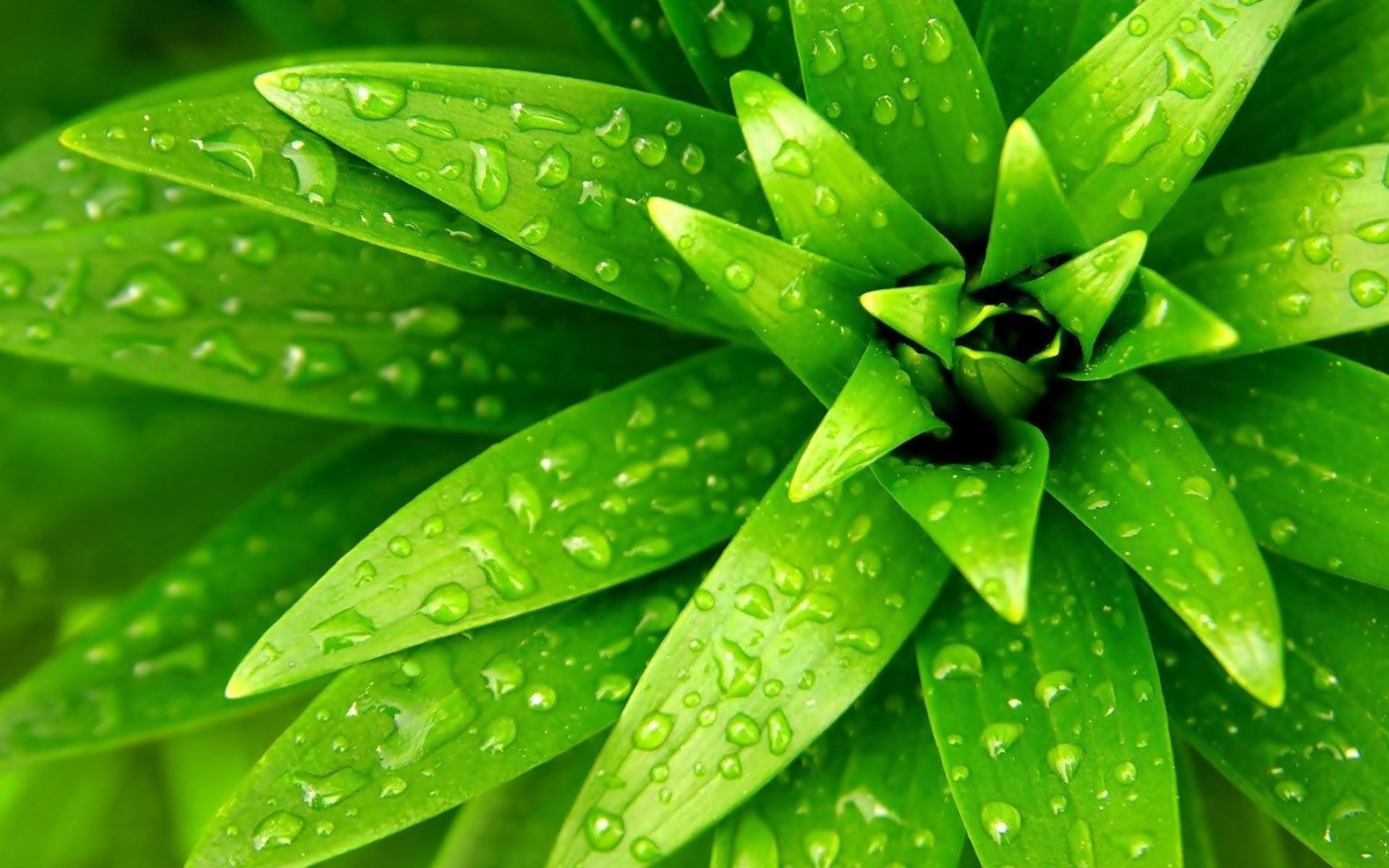Green plants water drops wallpaper | (86808)