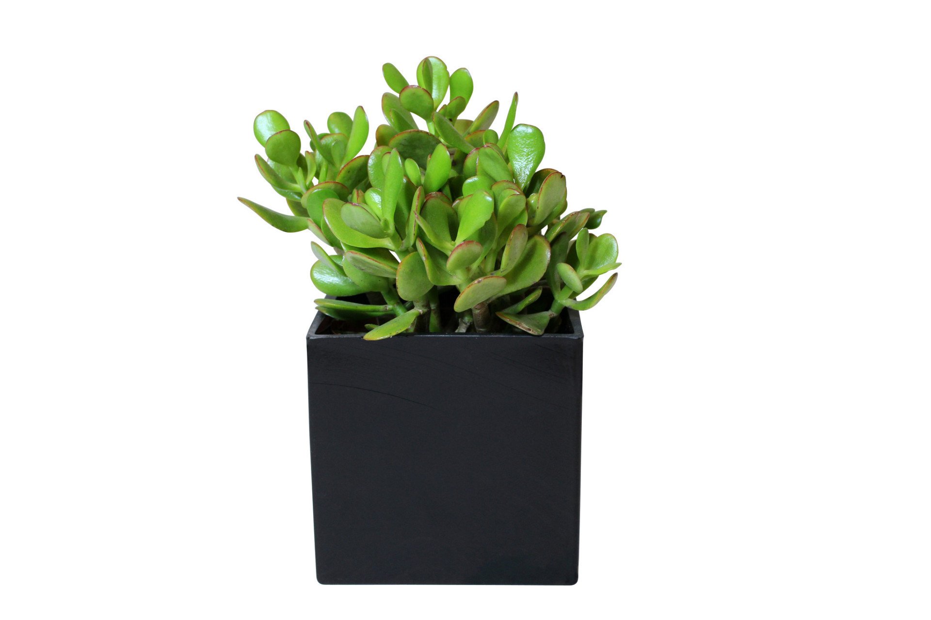 Jade Plants For Delivery - Anissa Rae Flowers | Midtown West NYC ...