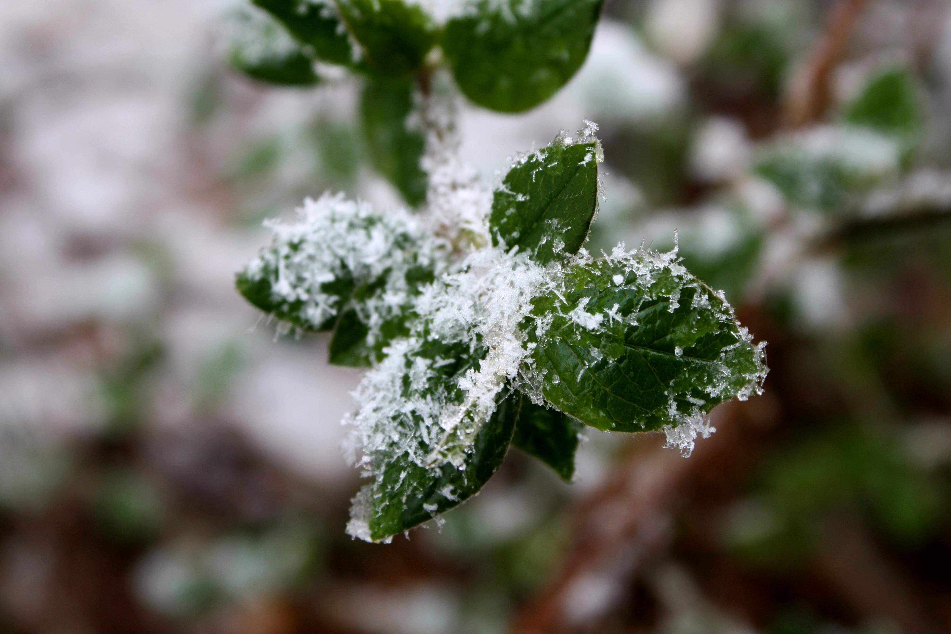 Free picture: green plants, snowflakes, winter, snow, leaves