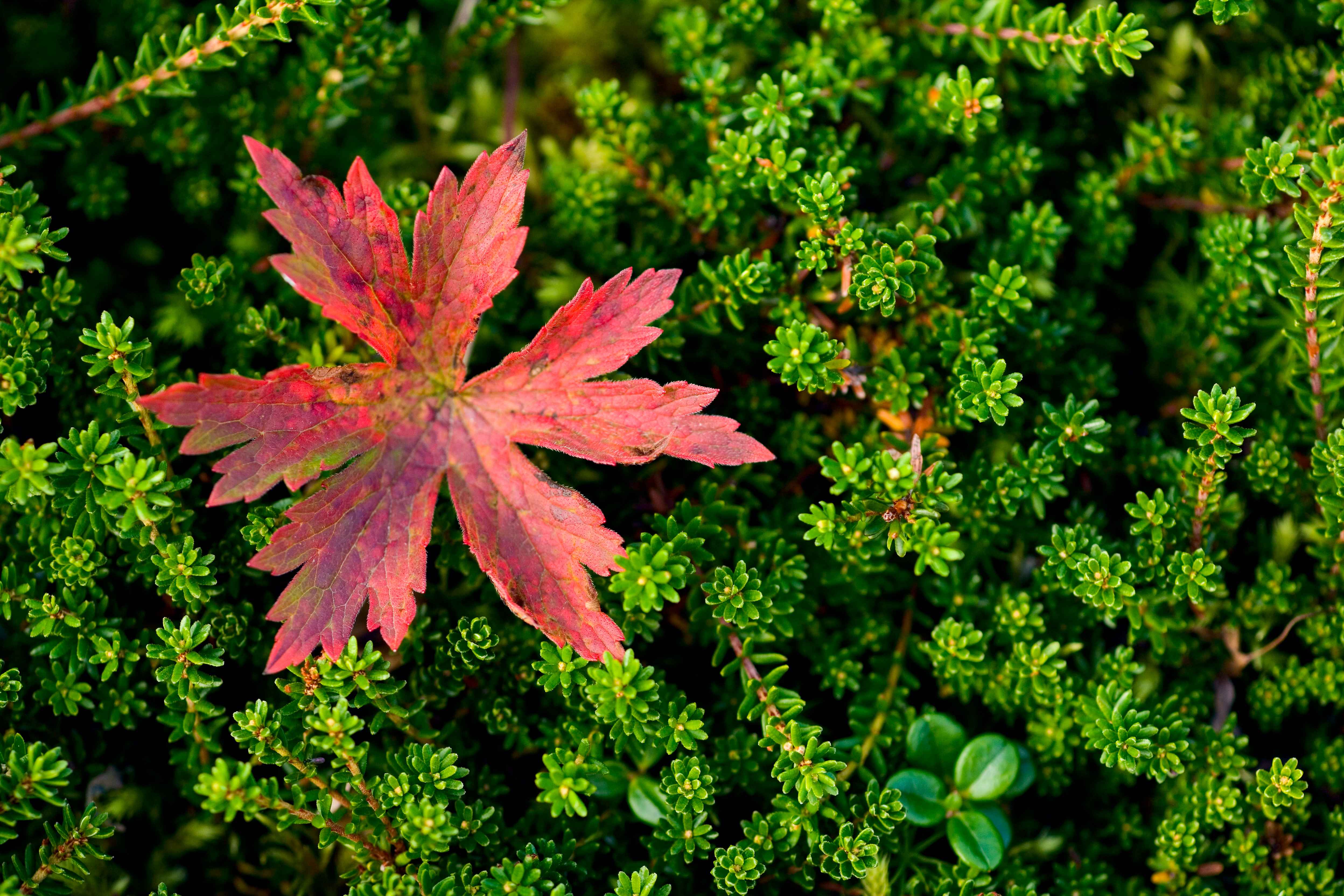 File:A red leaf stands out against lively green plants.jpg ...