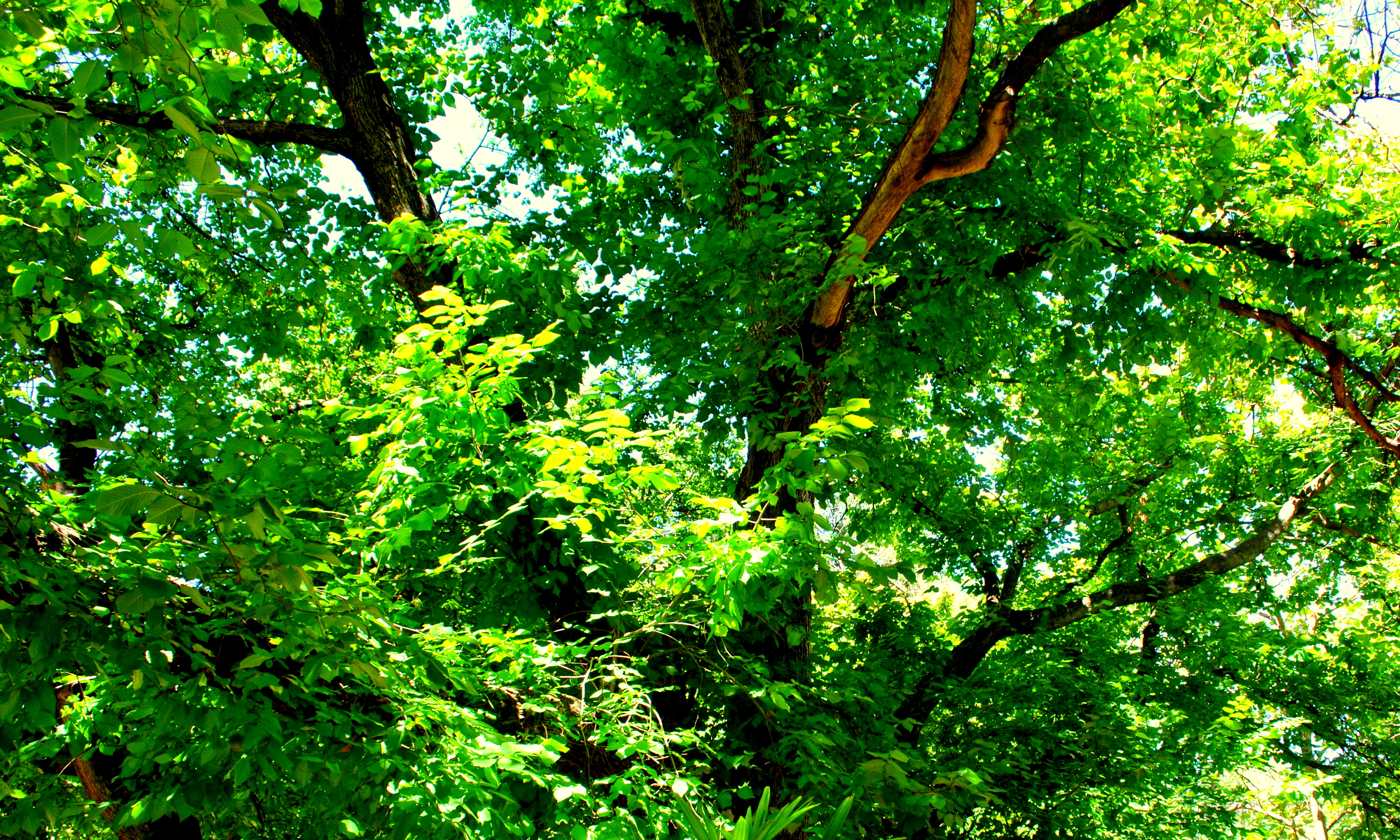 Green plants and trees photo