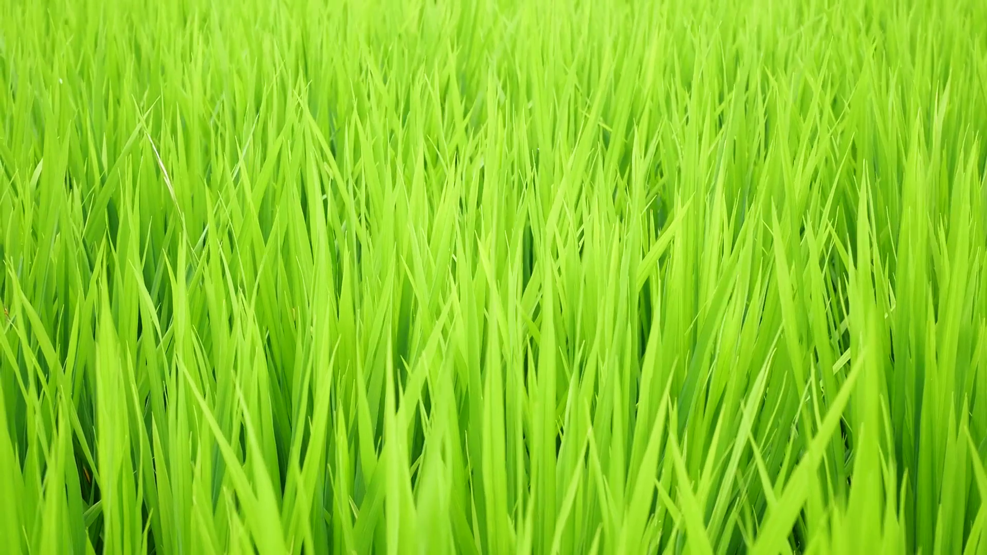 Green plants grass closeup for background Stock Video Footage ...