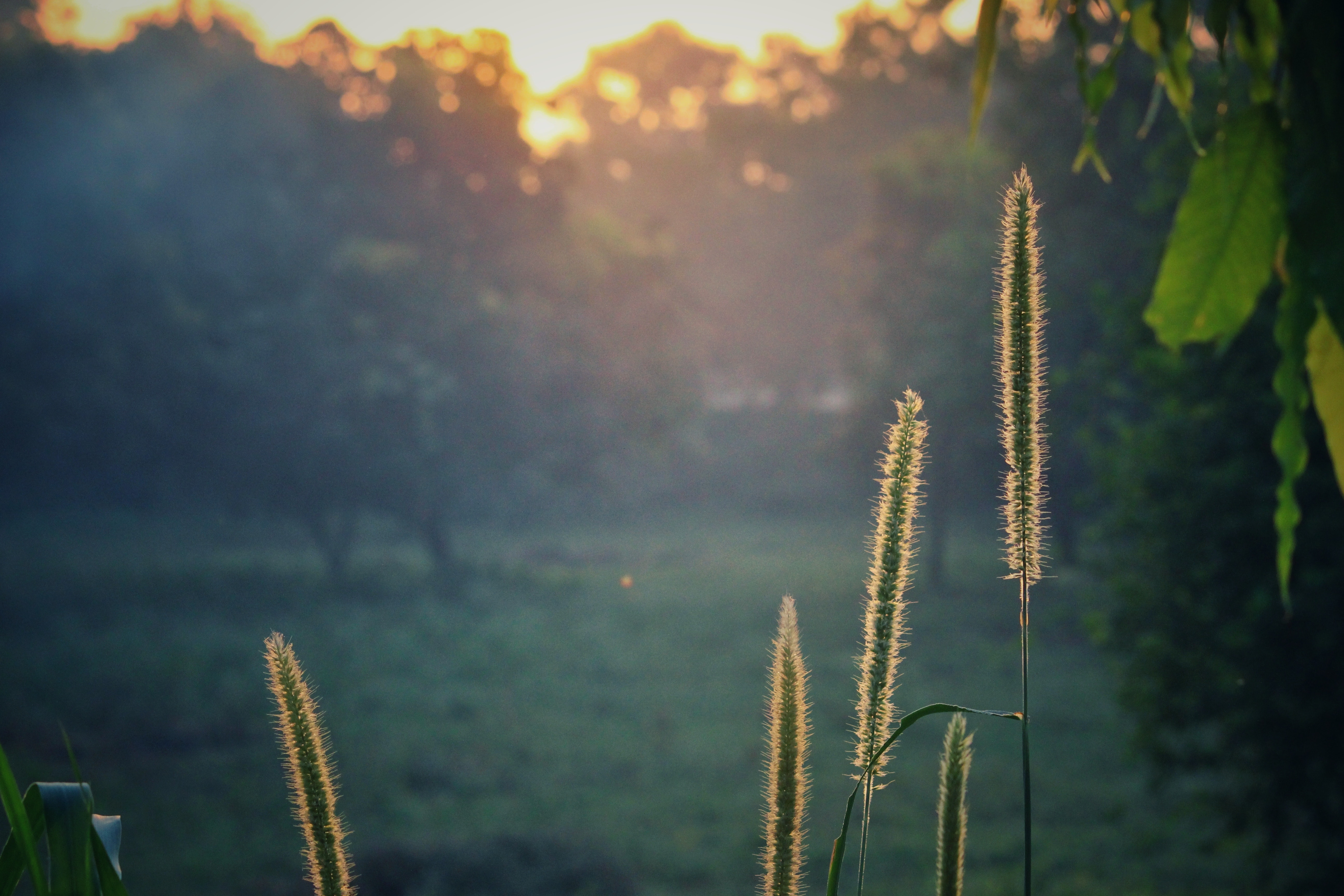 Green plants during sunrise photo