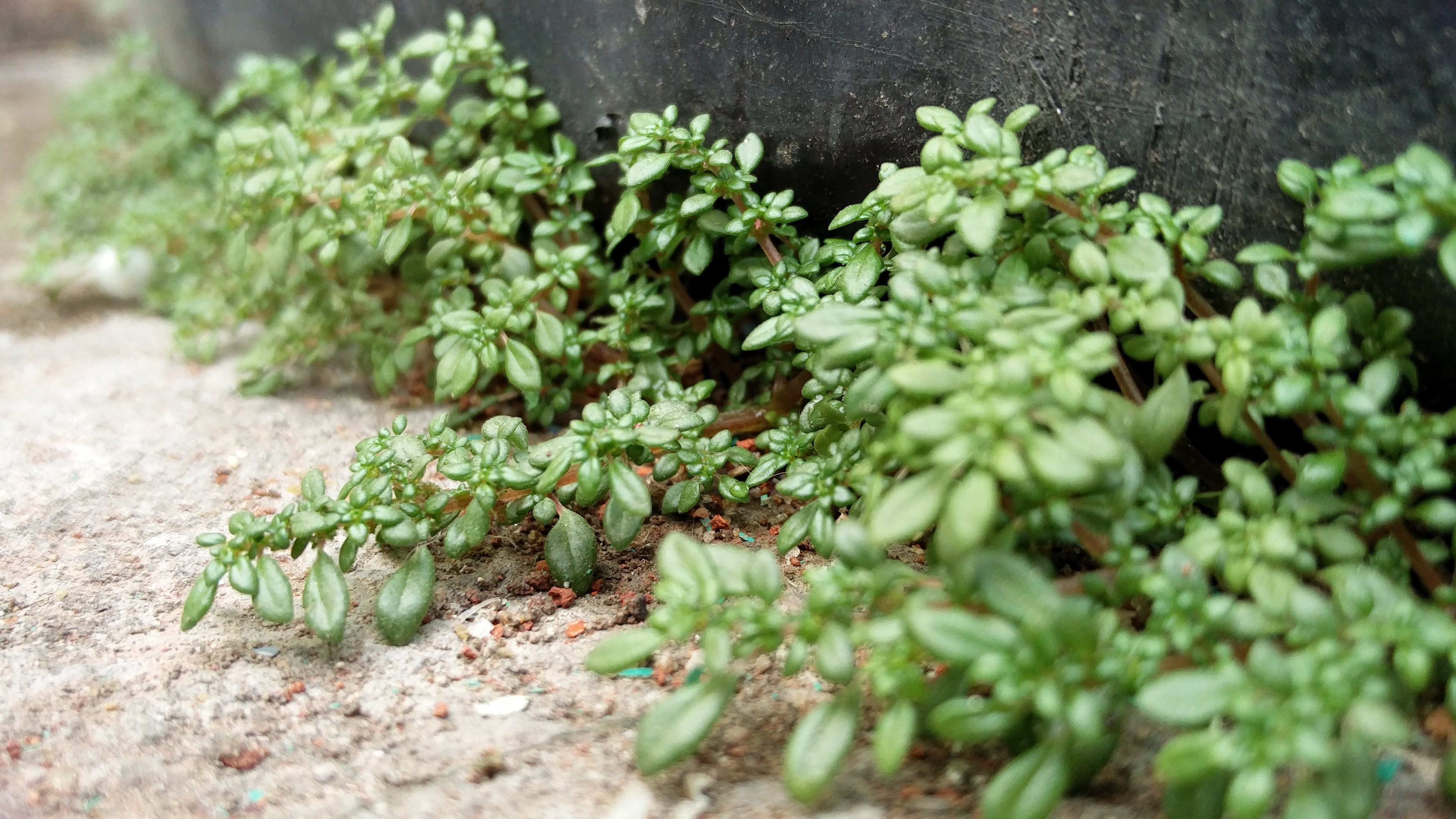 Green plants on ground photo