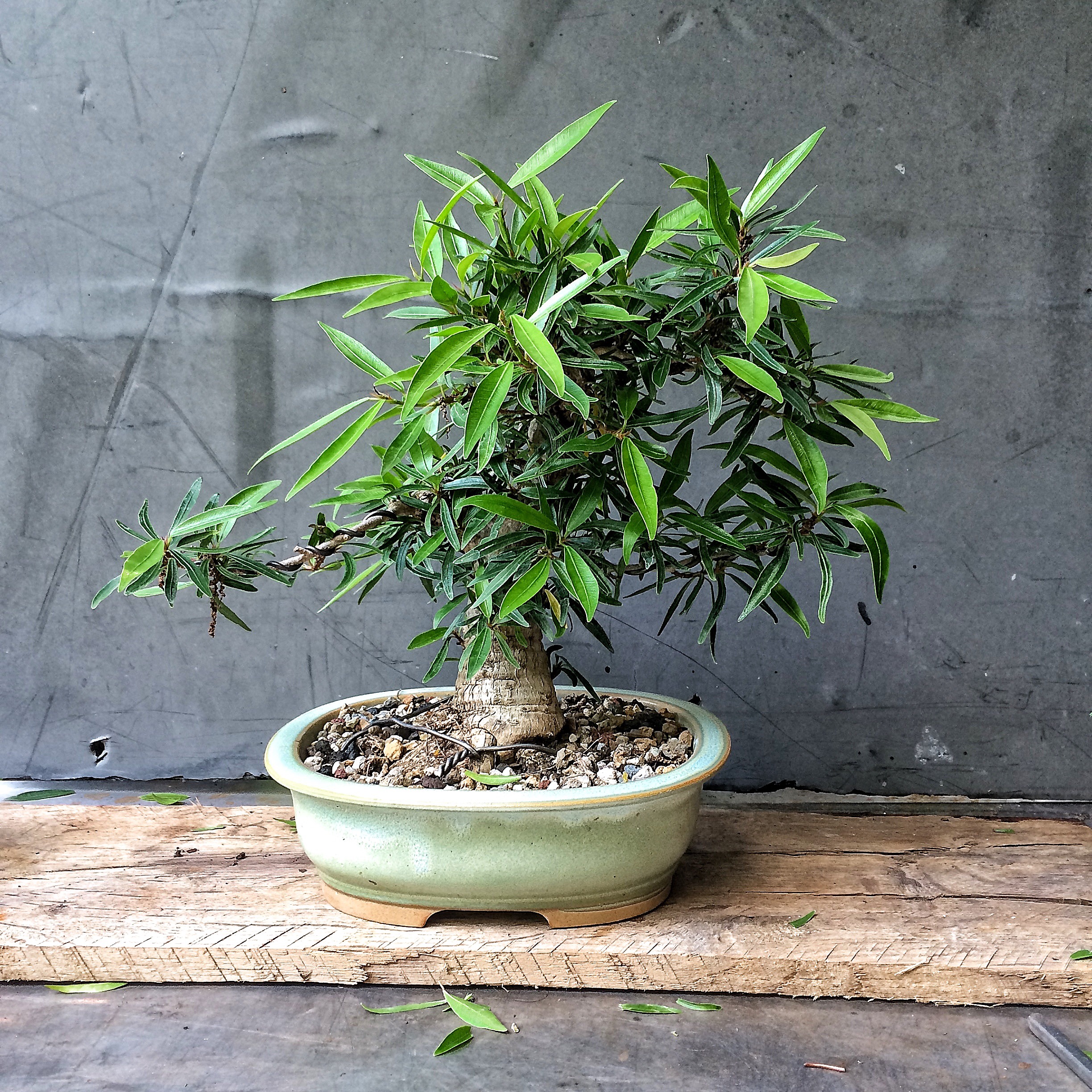 Plastic bonsai? What? | Adam's Art and Bonsai Blog