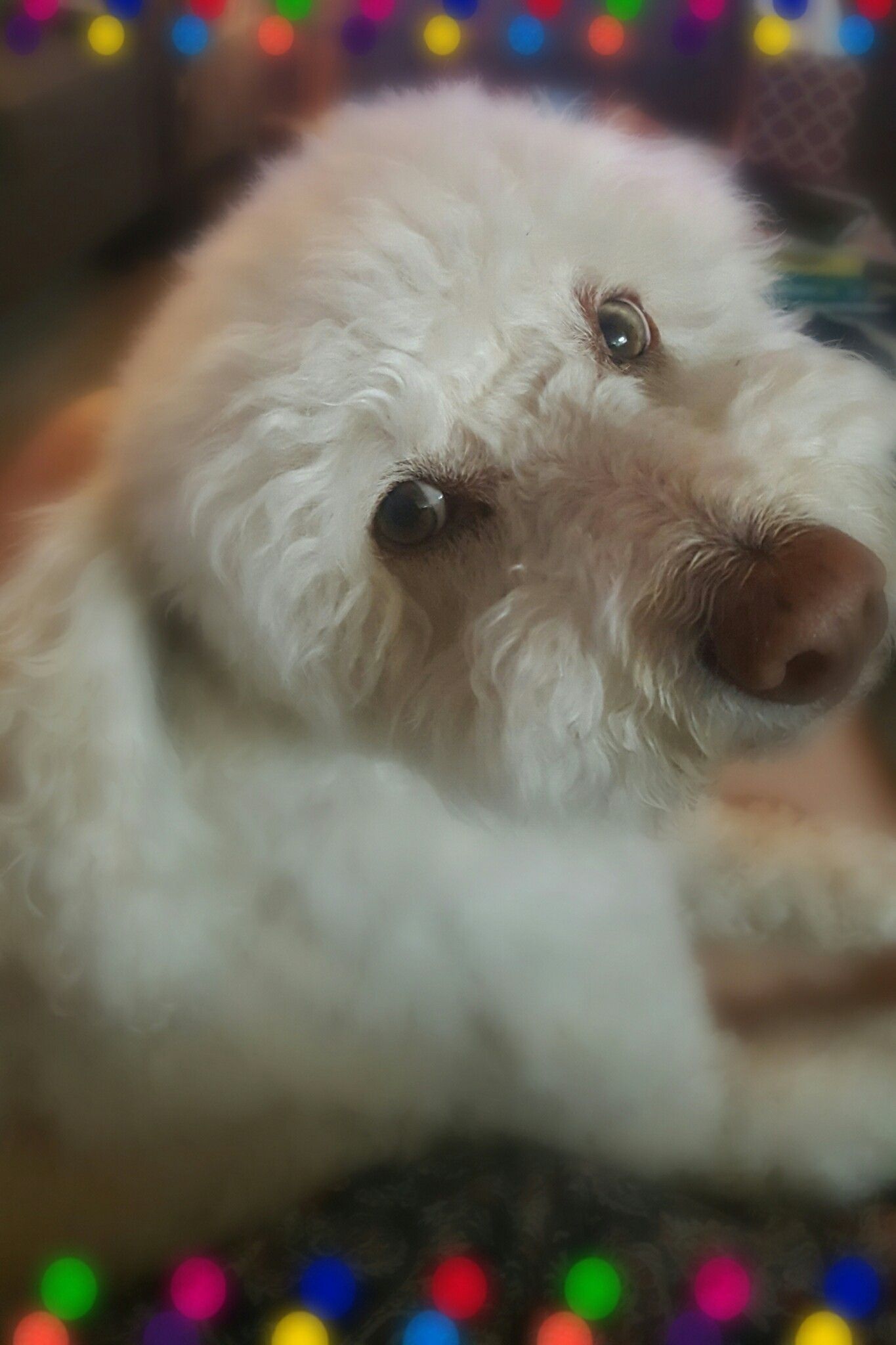 Lucky is a poddle bischon with green eyes and pink nose | Poodle ...
