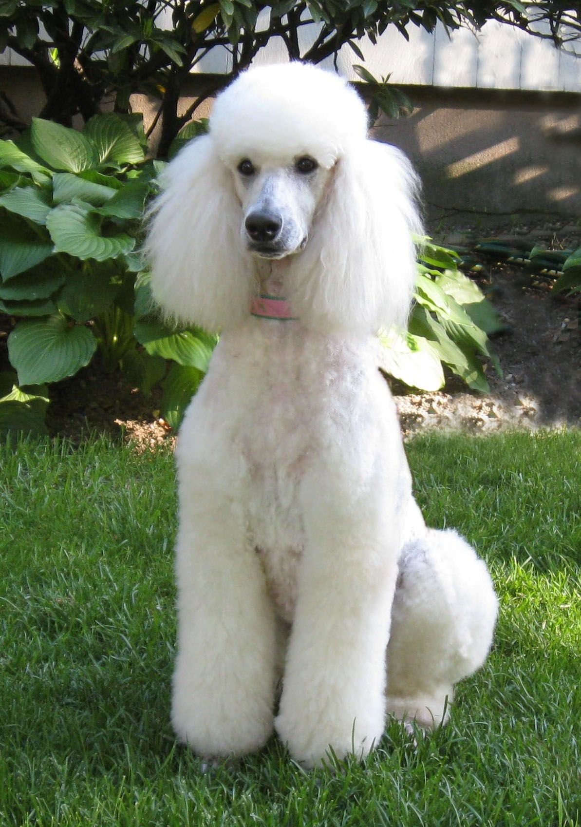 beautiful standard poodle. Looks like my sons dog except his dog ...
