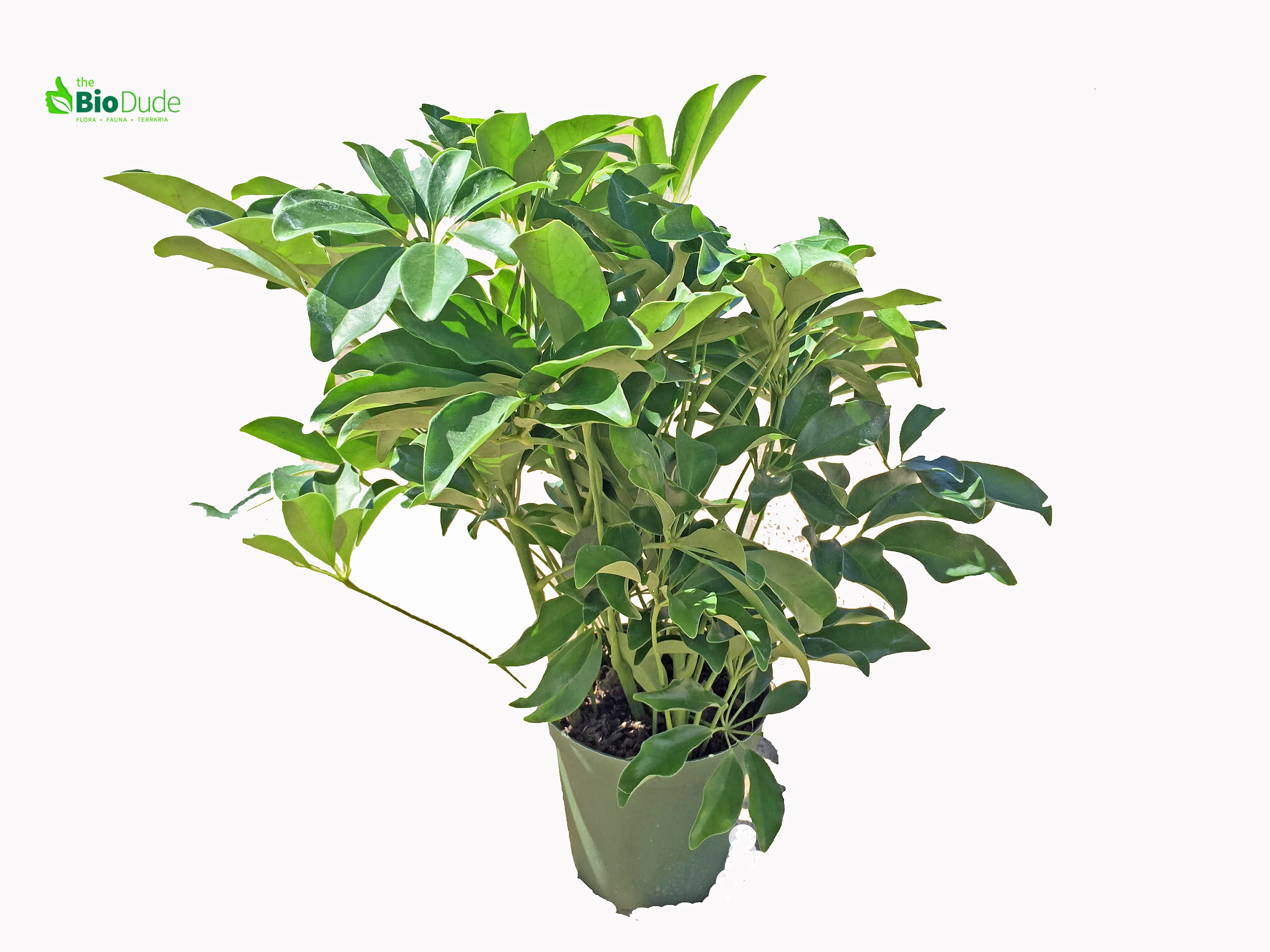 Tropical Plants for sale for BioActive Terrariums, Vivariums ...