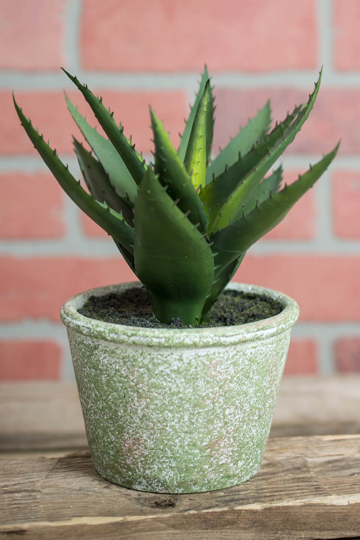 Succulent Potted Plant Agave 8x6
