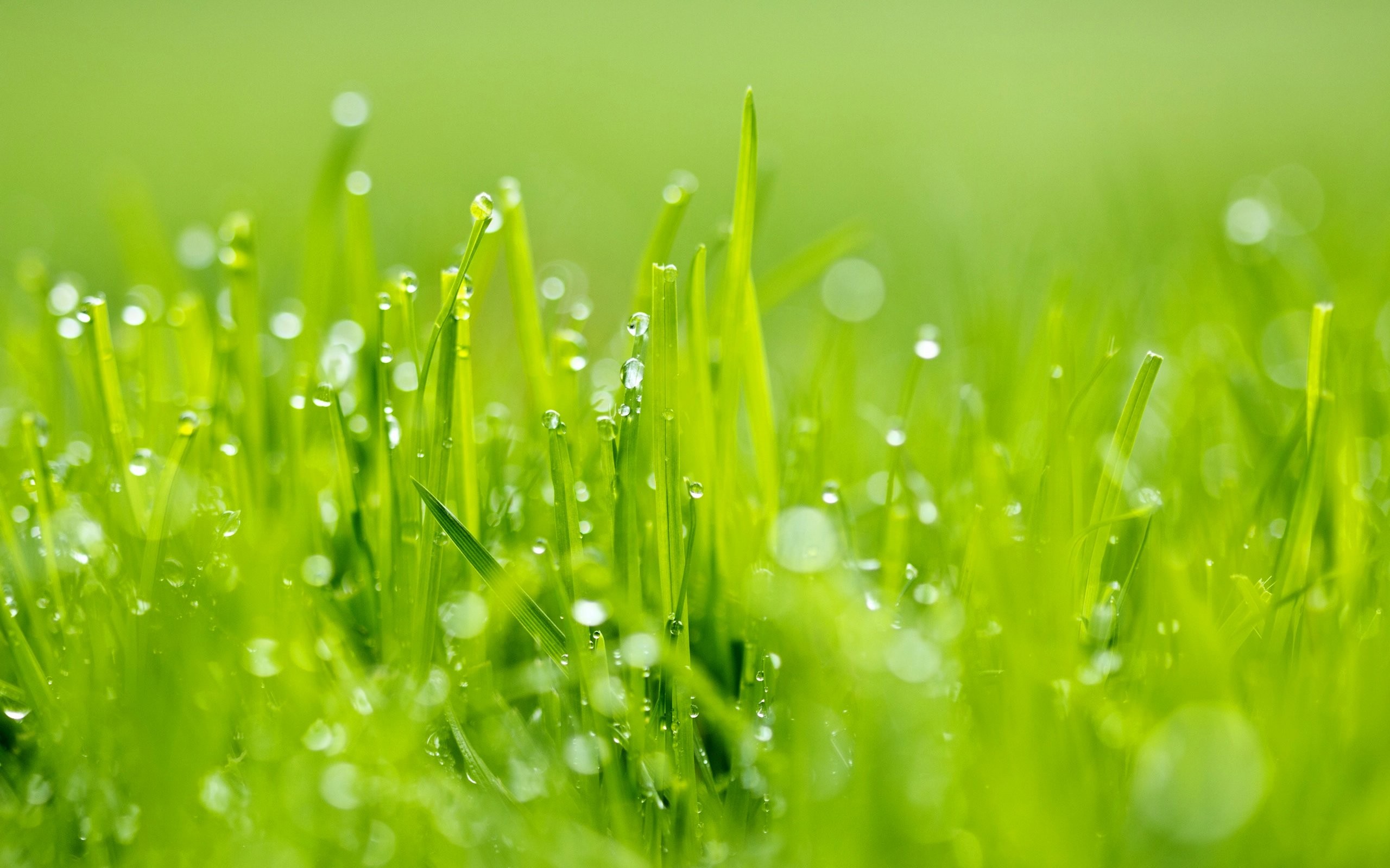 Nature: Grass Nature Green Rain Picture Hd Quality for HD 16:9 High ...