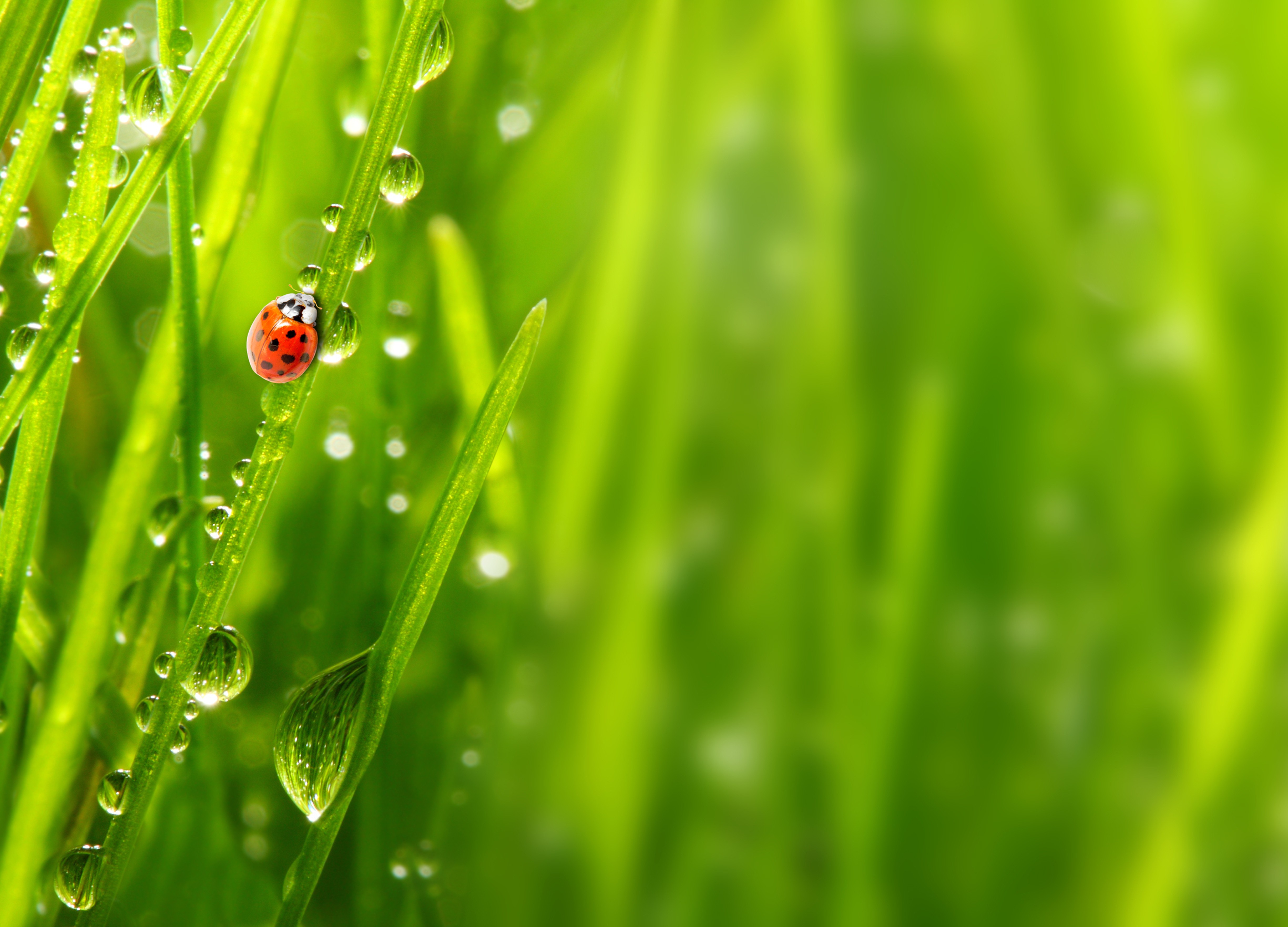 Grass: Bokeh Green Rain Nature Drops Splendor Ladybug Water Rainy ...