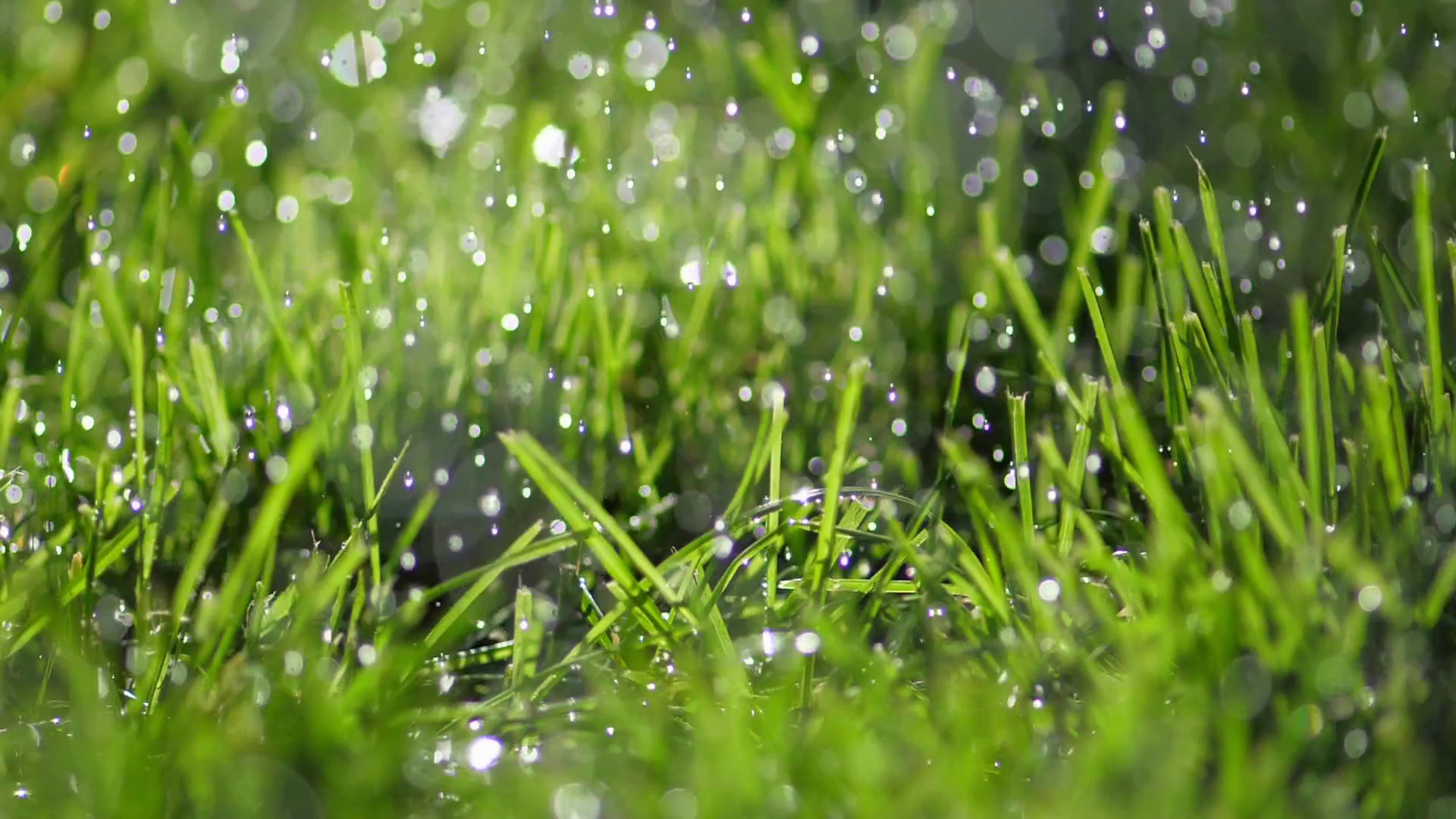 Rain shower in sunshine weather. Green grass background Stock Video ...