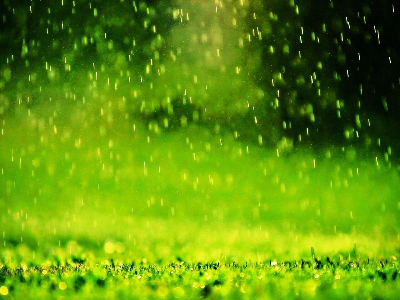 Wallpaper Rain In The Grass Weather - 1600 x 1200 - Weather Clouds ...