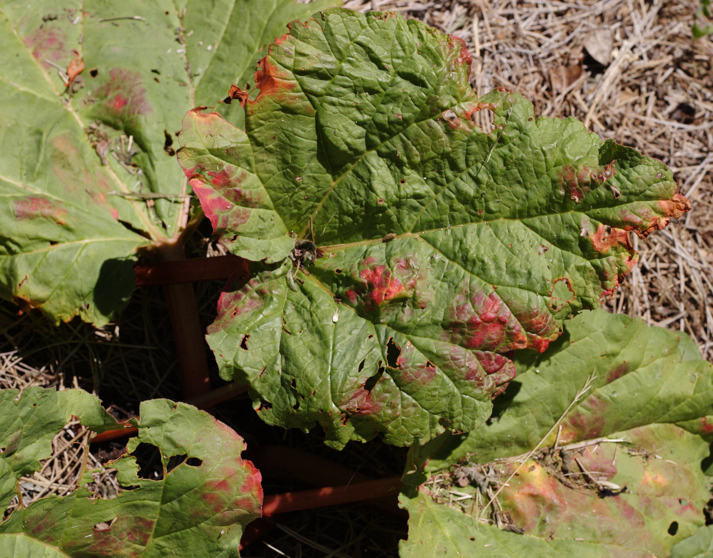 Green rhubarb leaf photo