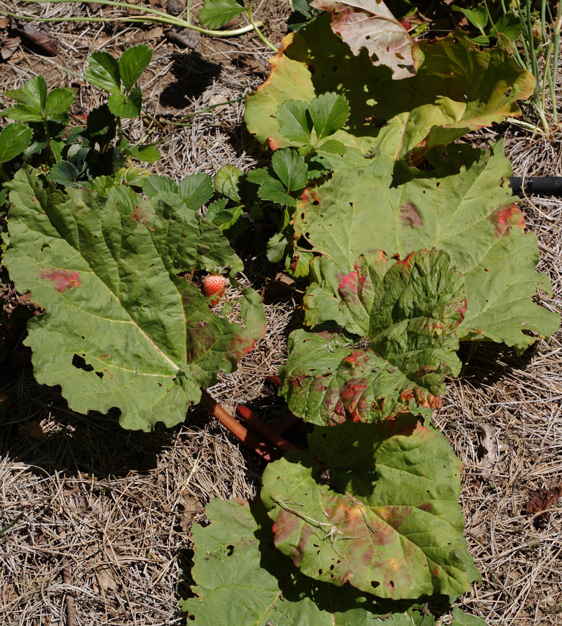 My rhubarb leaves are turning red - Ask an Expert