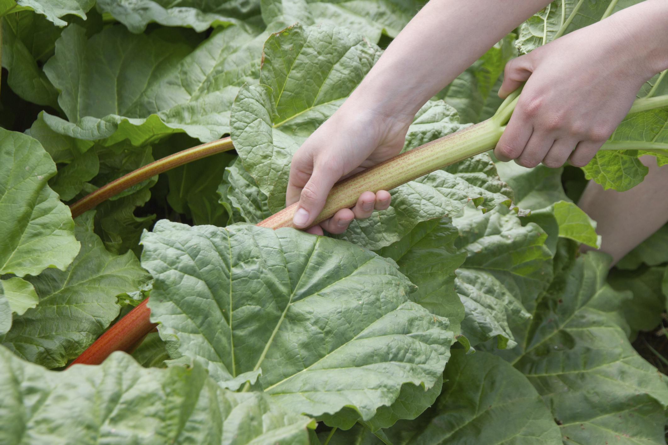 Can You Eat Rhubarb Leaves? | LIVESTRONG.COM