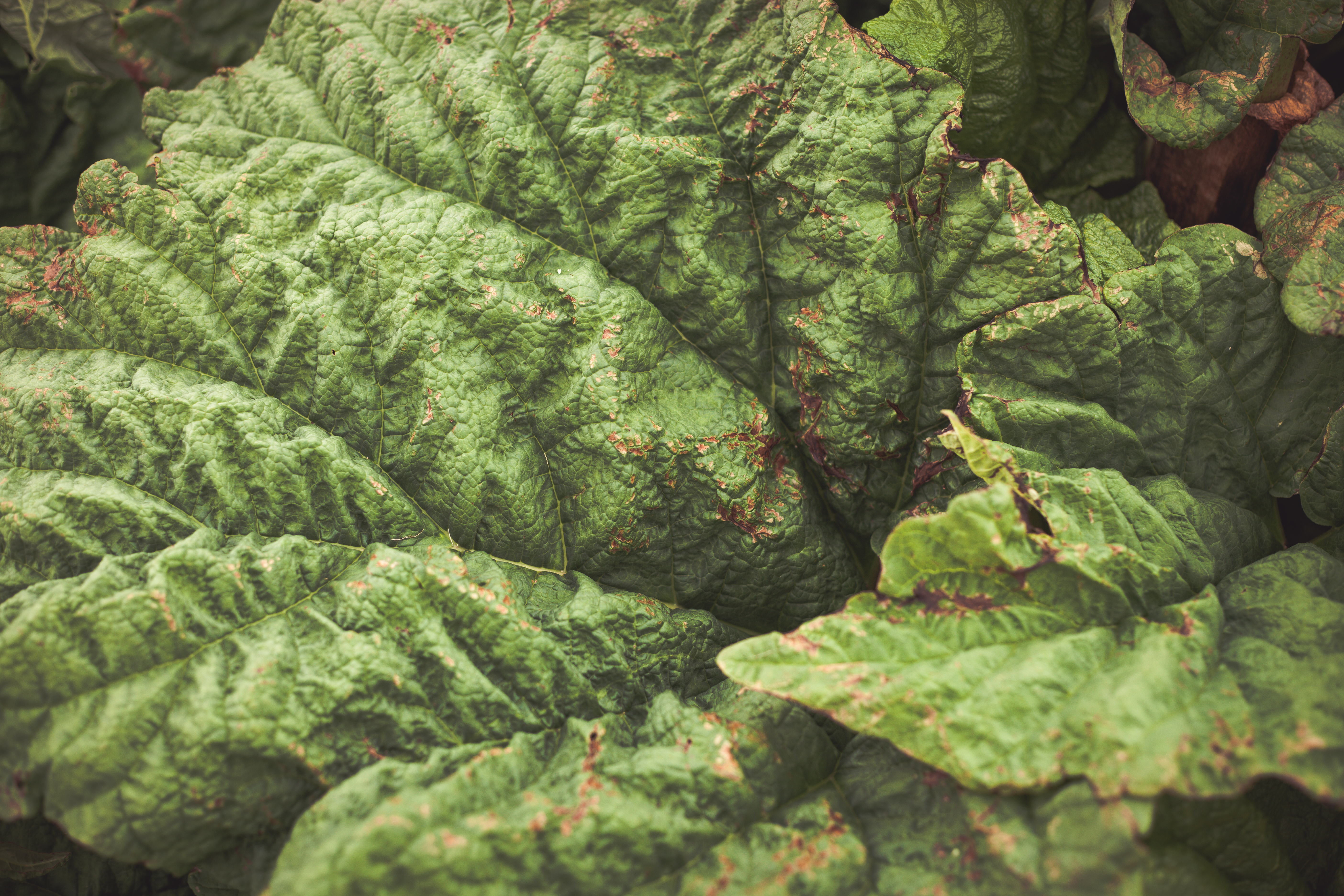 Green Rhubarb Leaf, Abstract, Detail, Leaf, Leaves, HQ Photo