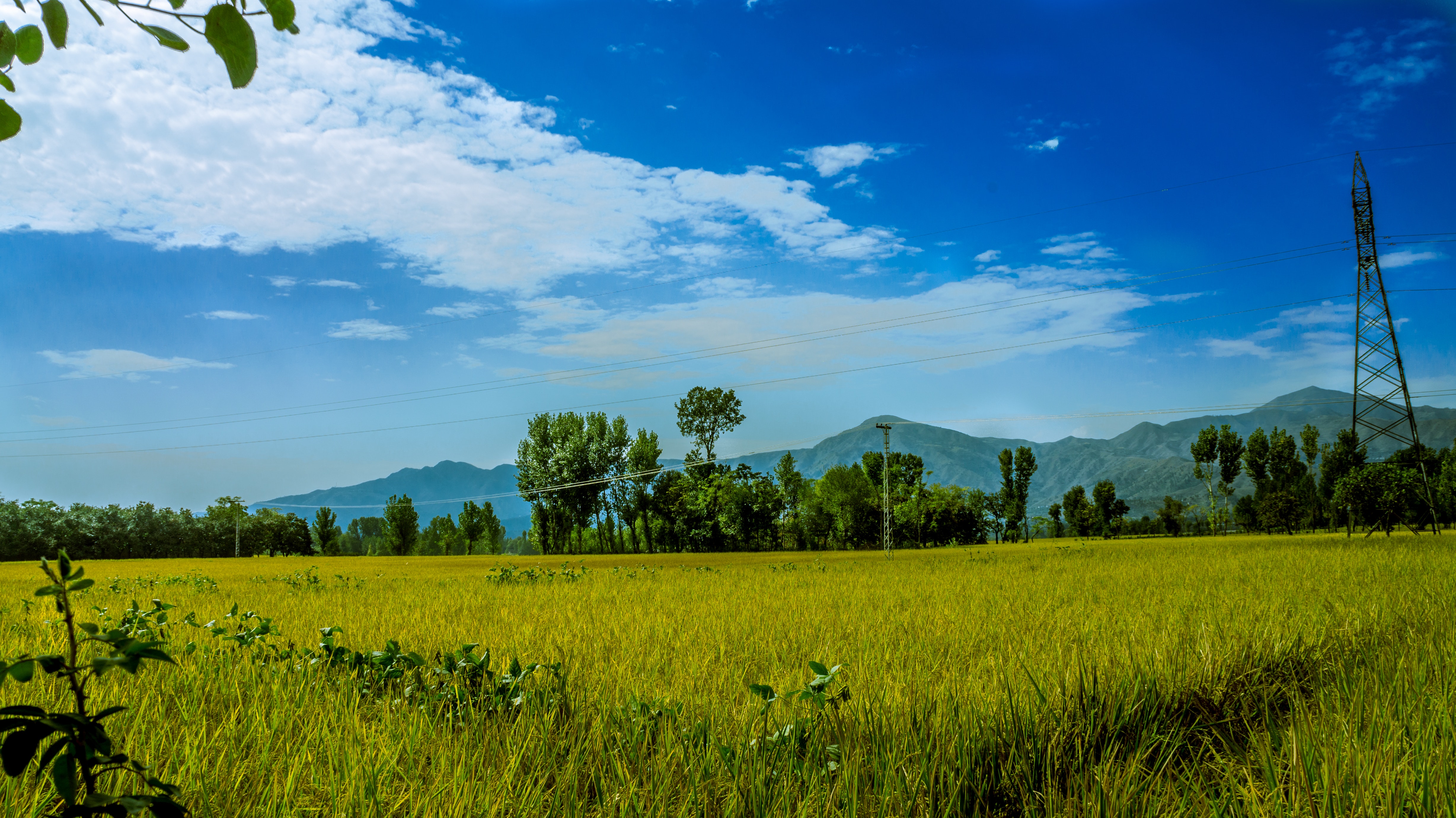 Green rice field surrounded by trees under clear blue sky photo