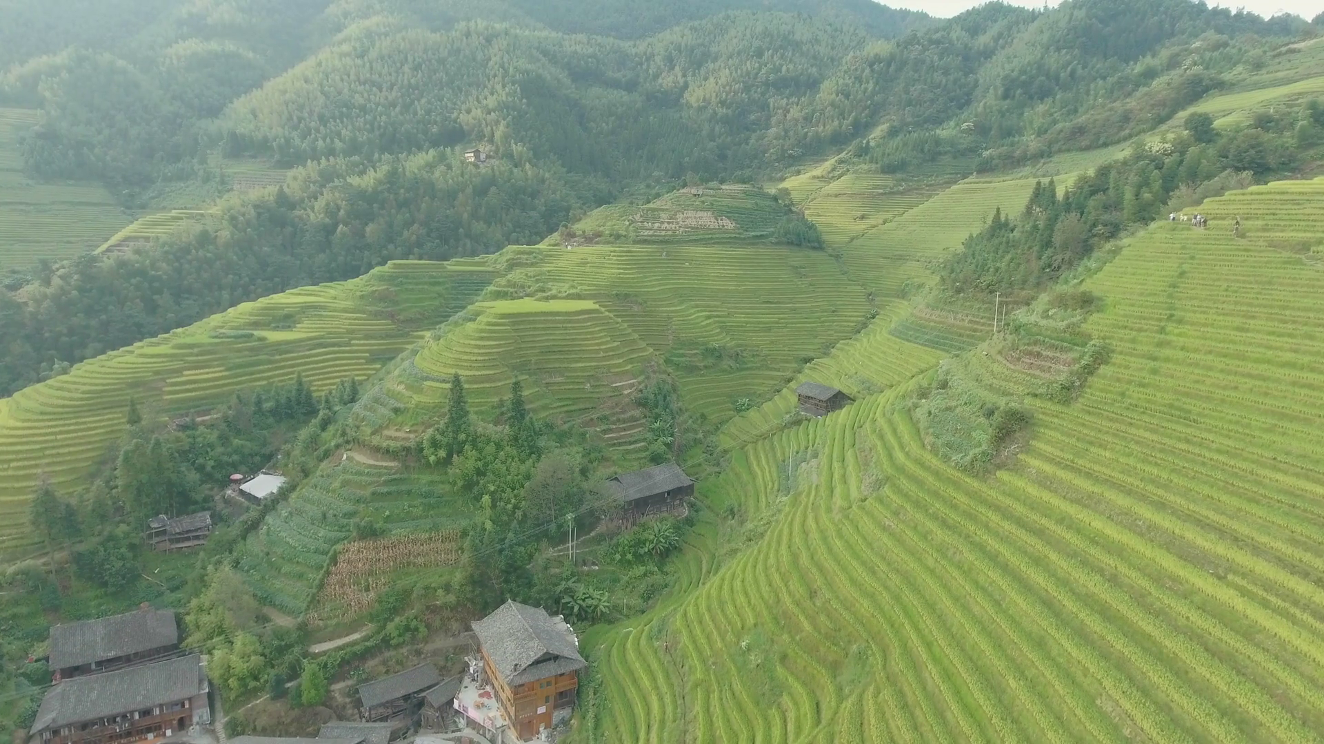 Beautiful 4k aerial sgot of the Longji Rice Terraces located next to ...