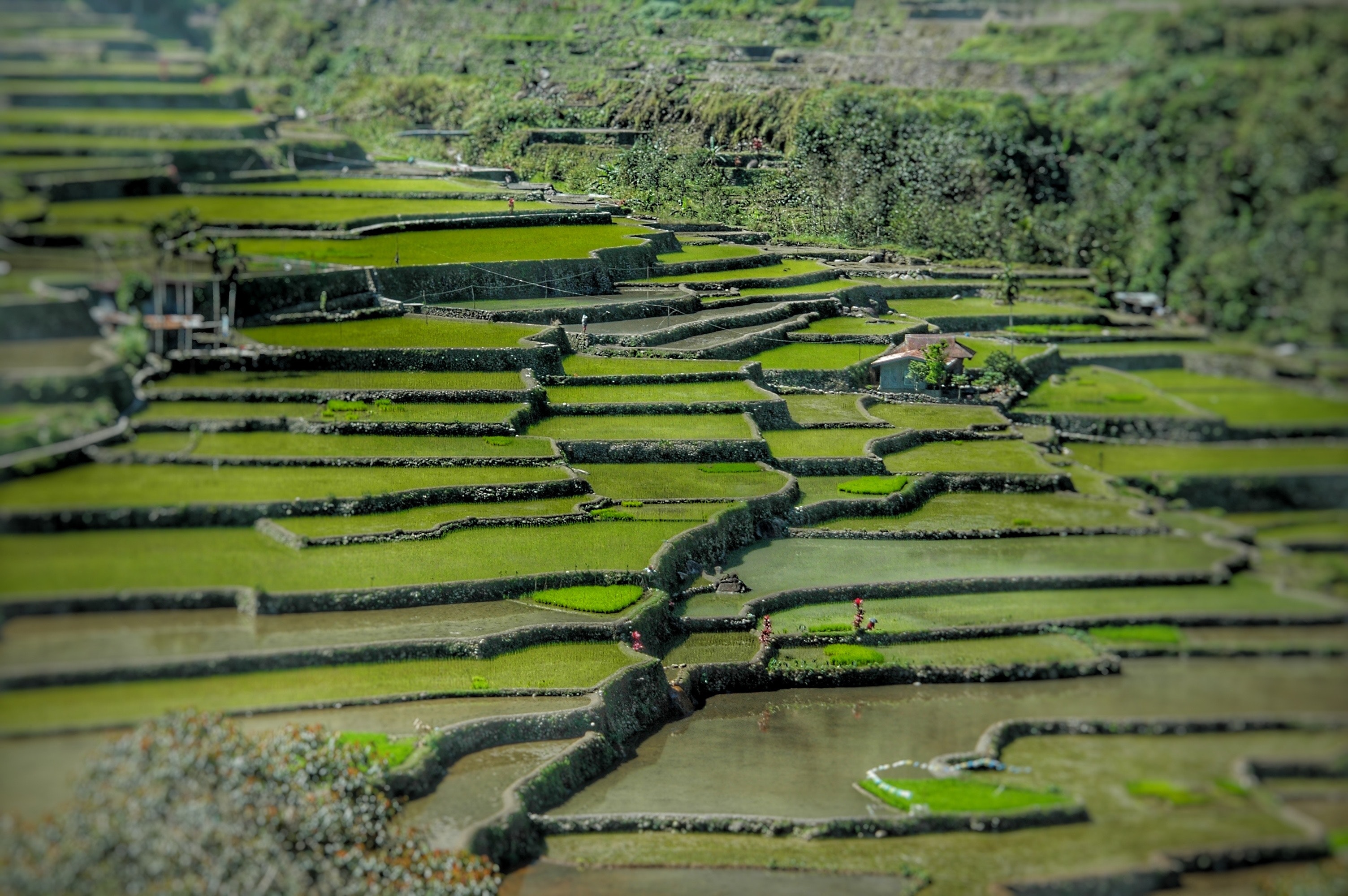 Green rice terraces photo