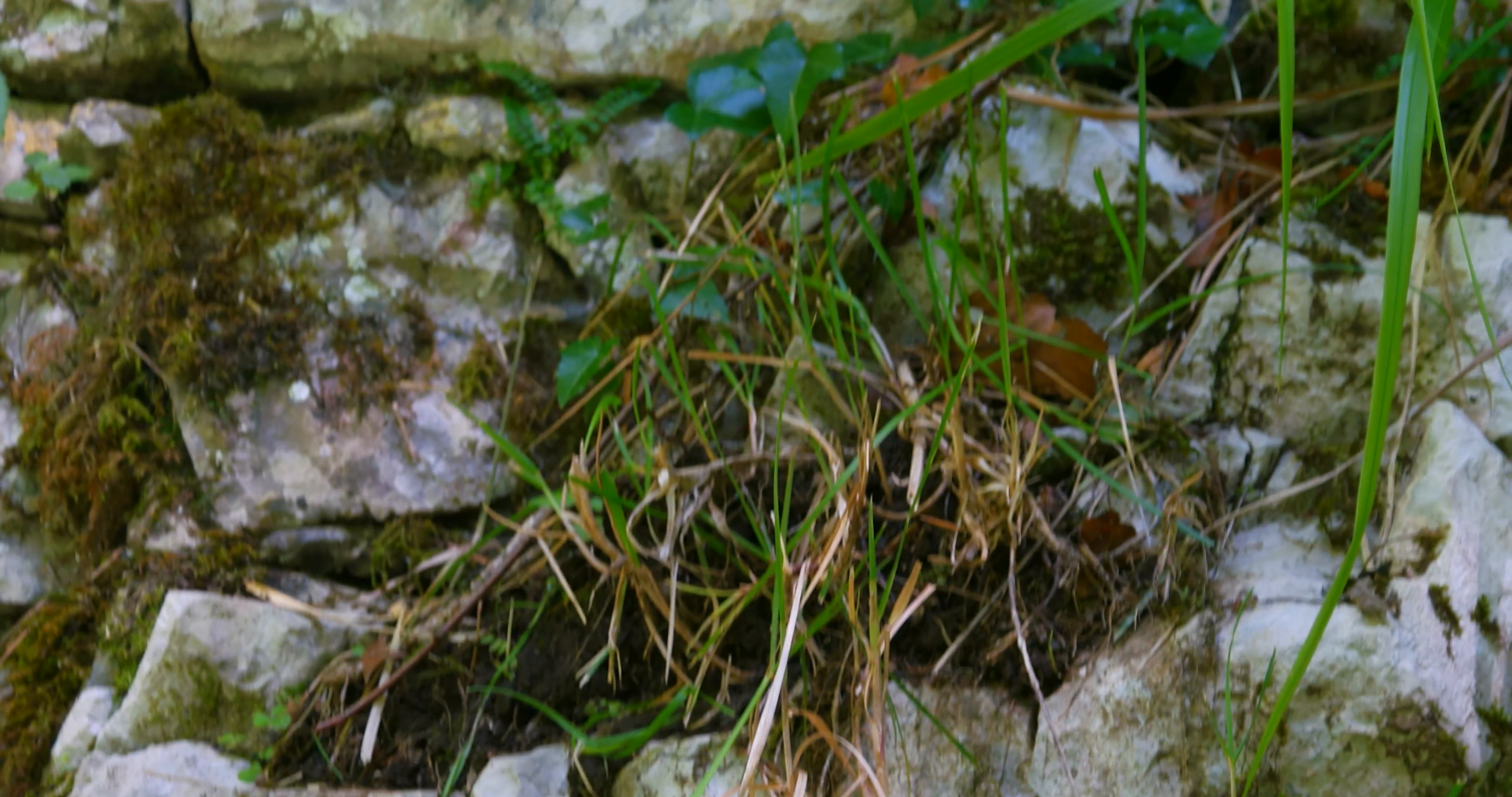 Rock close up macro plants background. Rocks plants moss. Rocks ...
