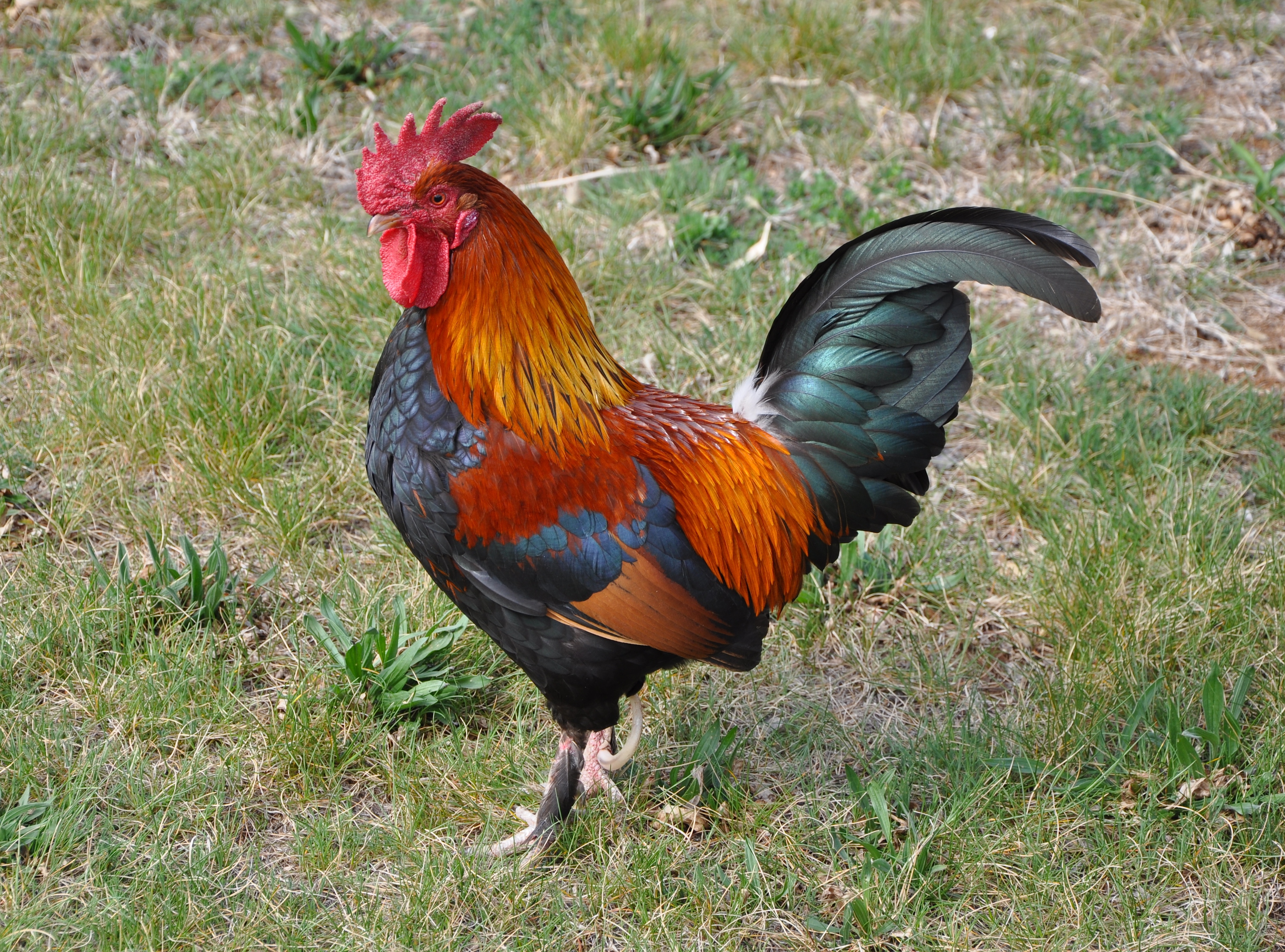 File:Rooster-1.jpg - Wikimedia Commons