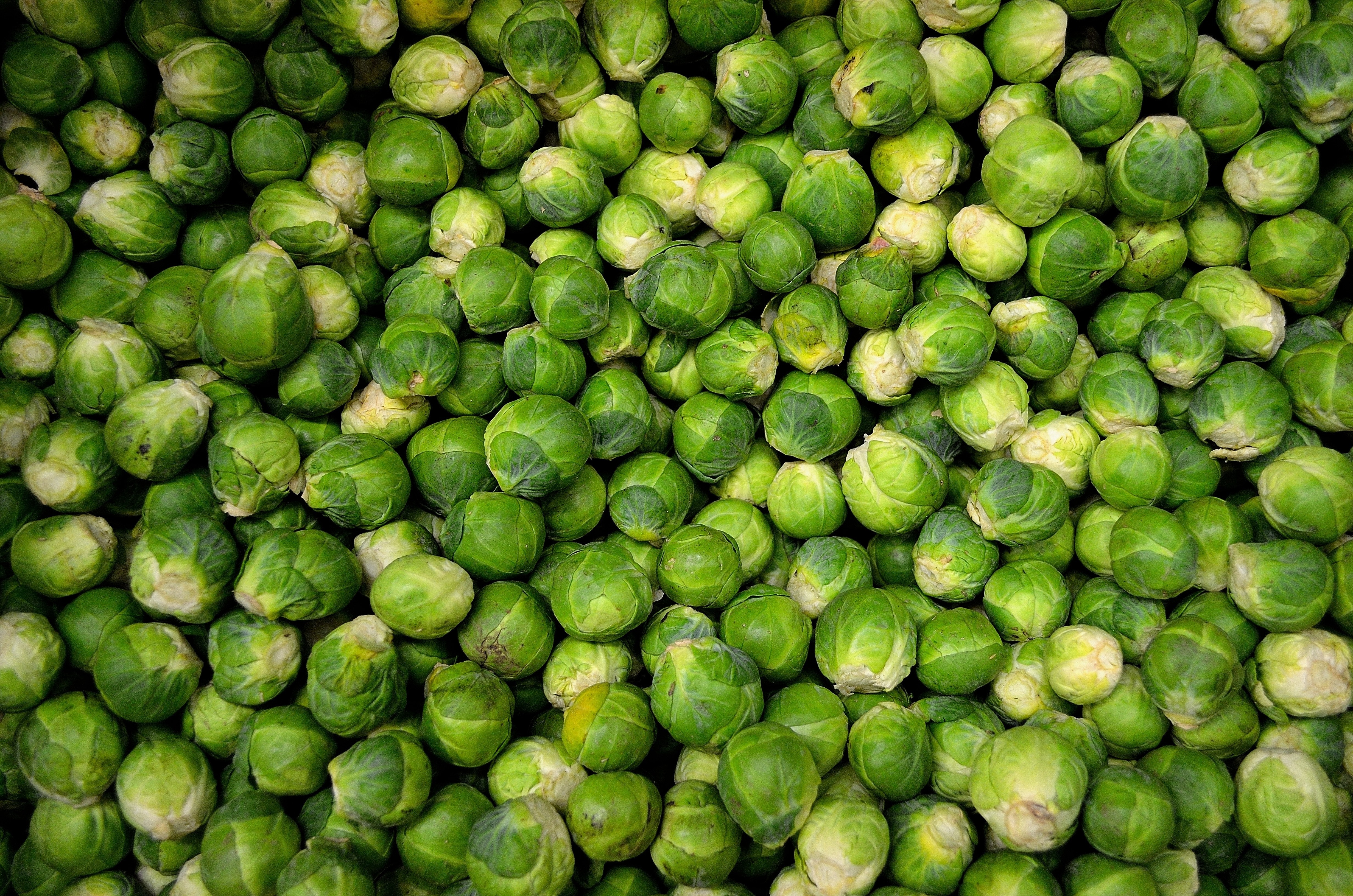 Green round vegetables photo