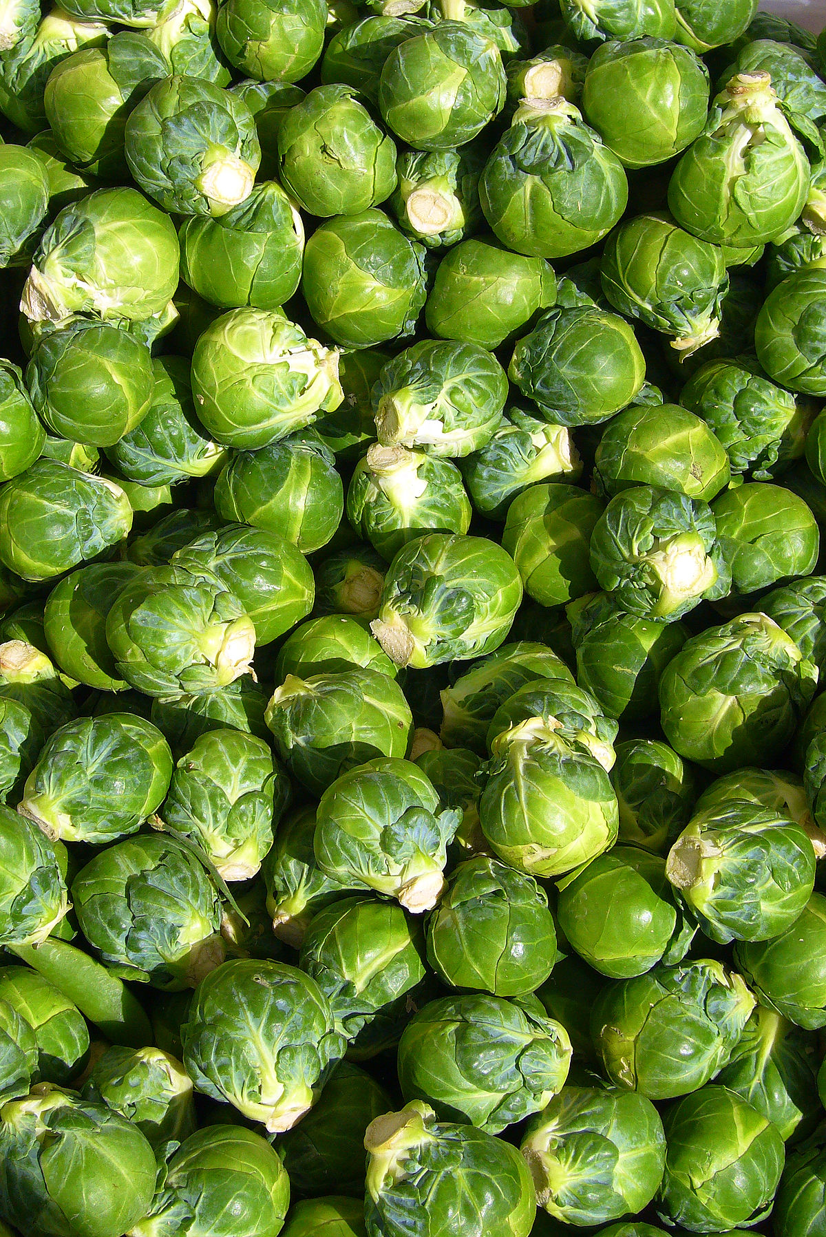 Brussels sprout - Wikipedia