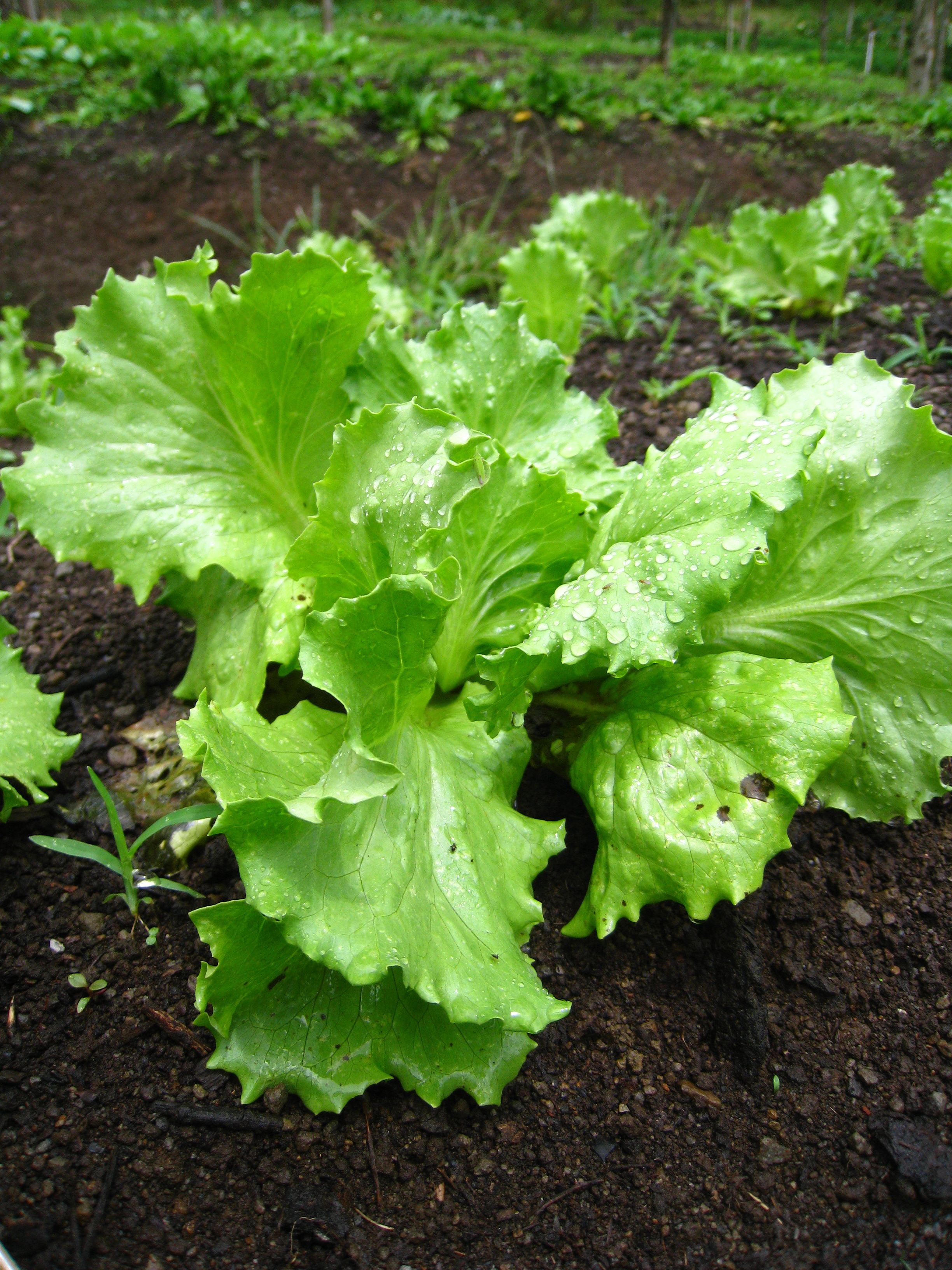 Green salad plant photo