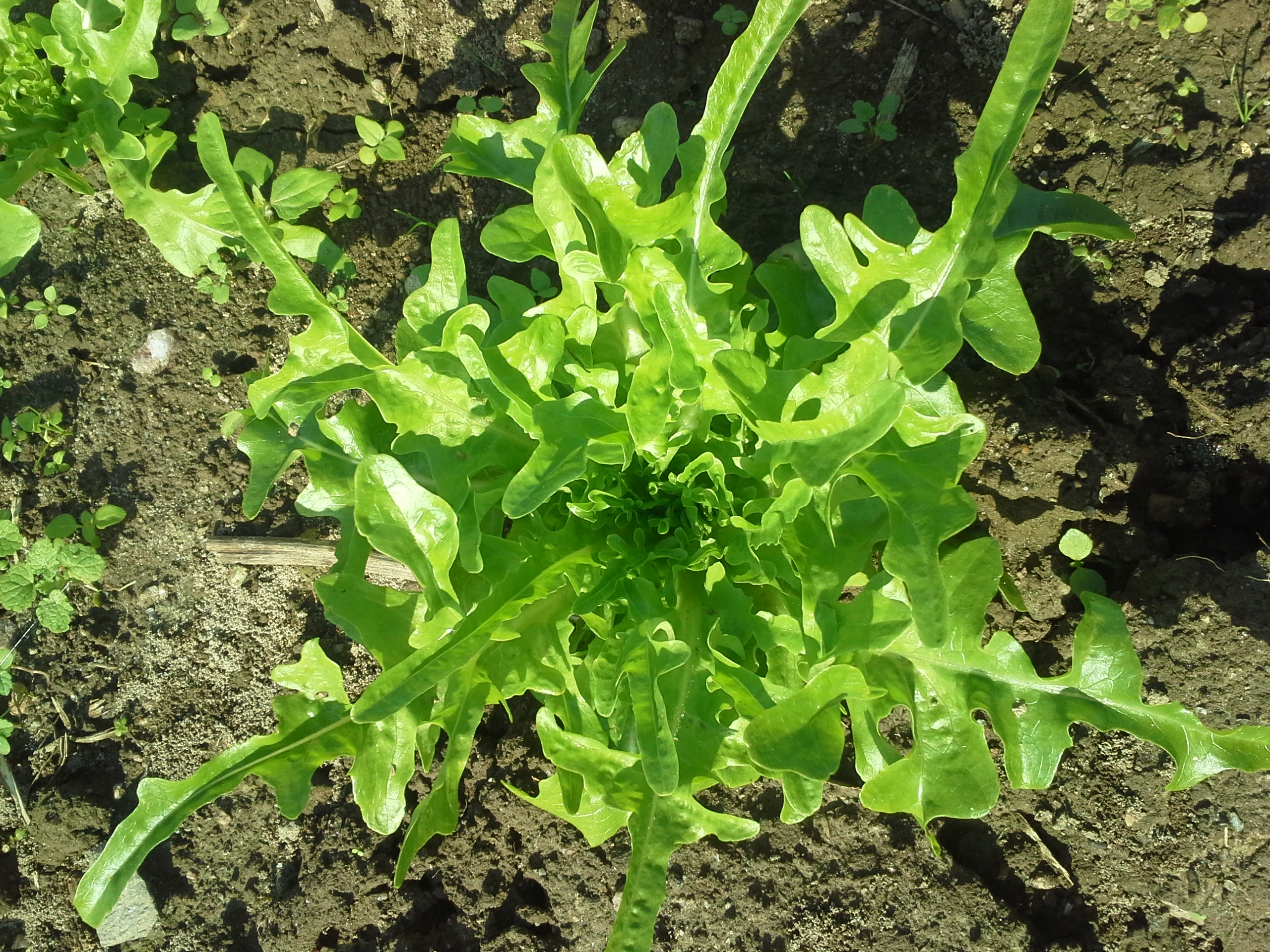 Lettuce varieties | Sustainable Market Farming